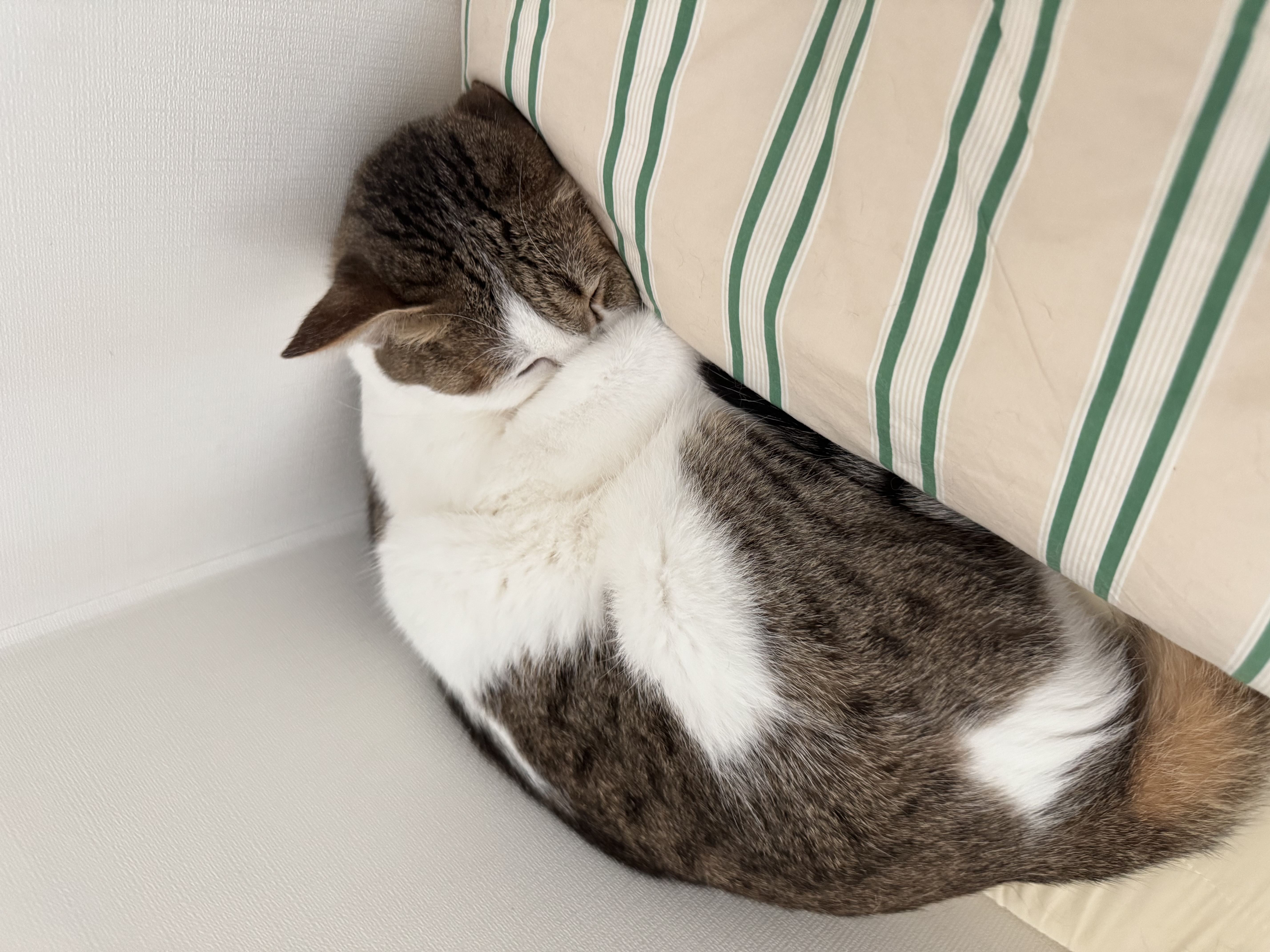 로지(이튼이) 입양 2년후기