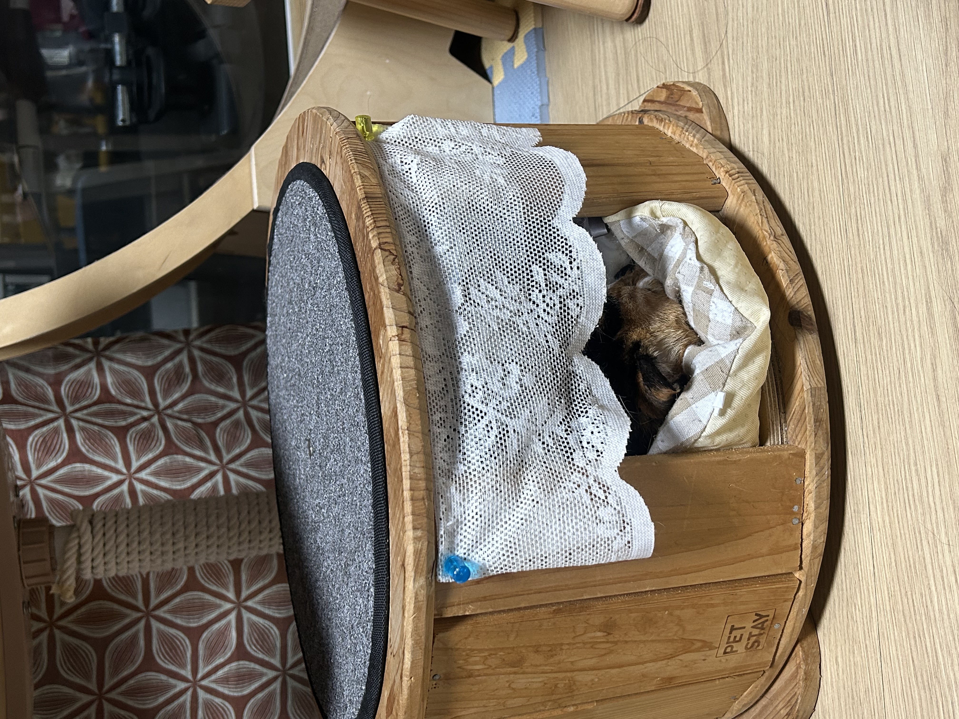 달이가 됀 달냥이