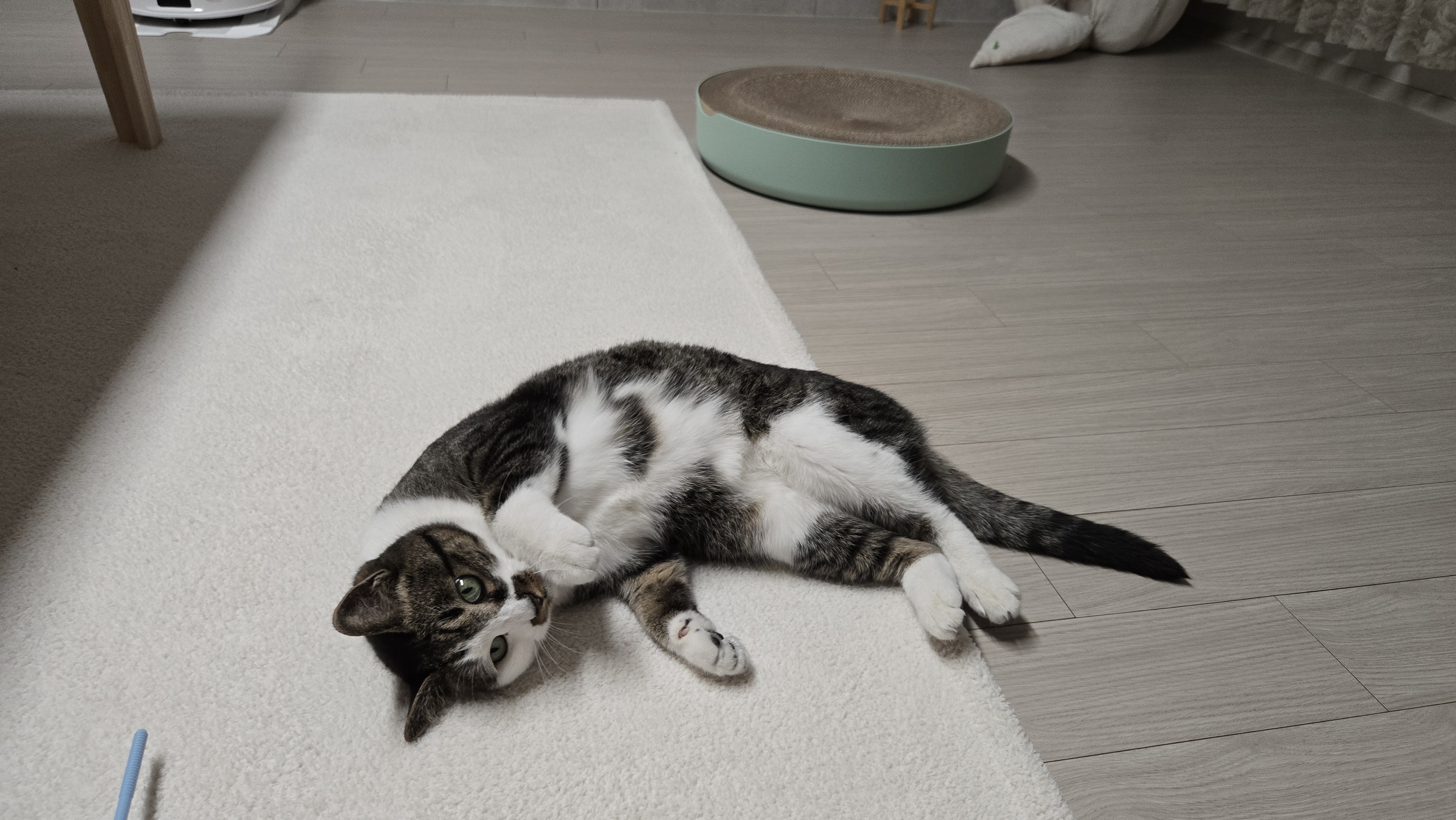 고요 입양전제임보 1개월 후기