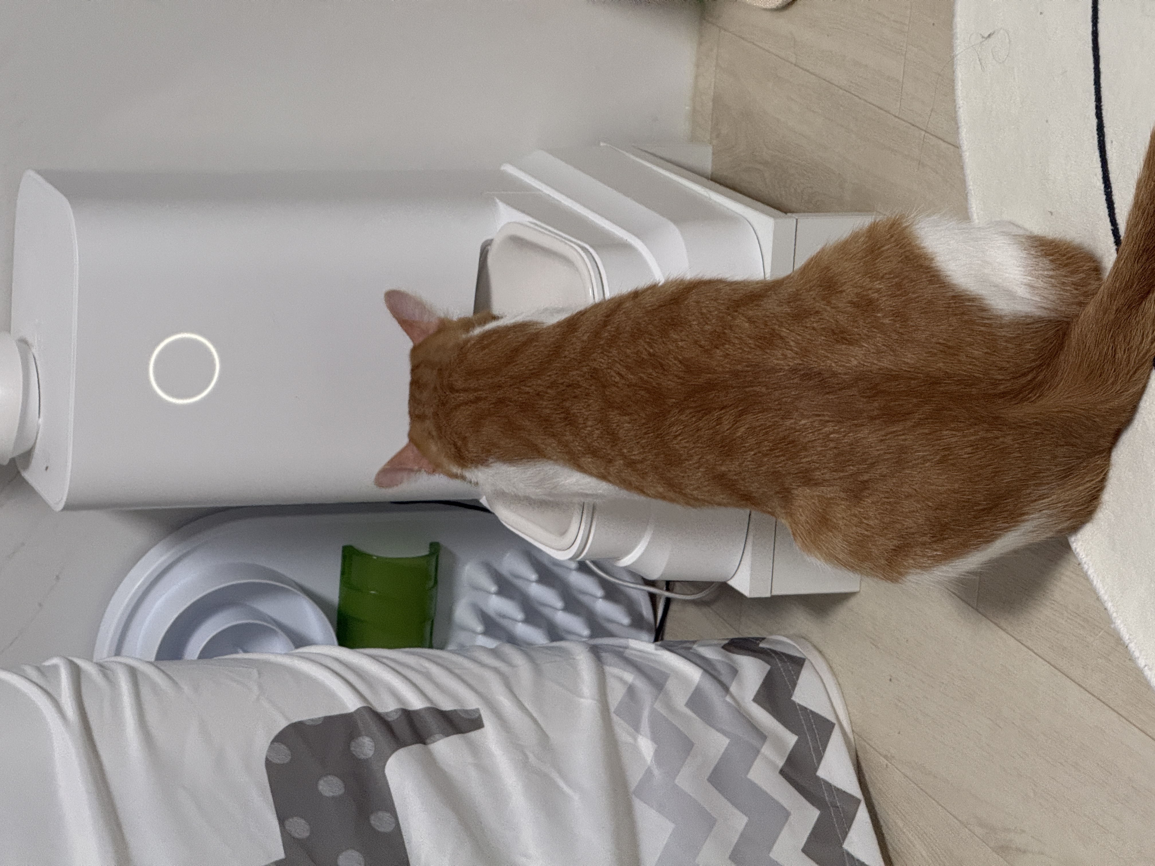 달콩이(구 달봉이) 입양 1년 후기🦁