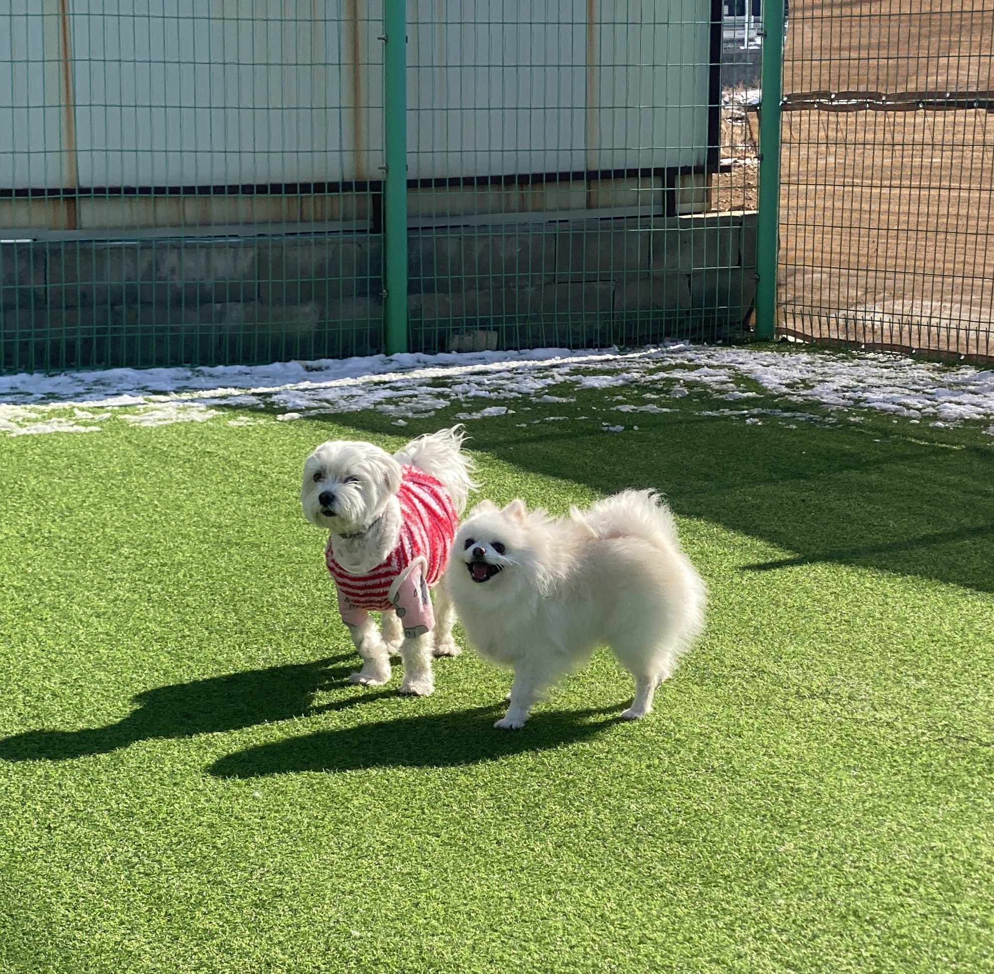 햇밤 - 세상 행복한 강아지