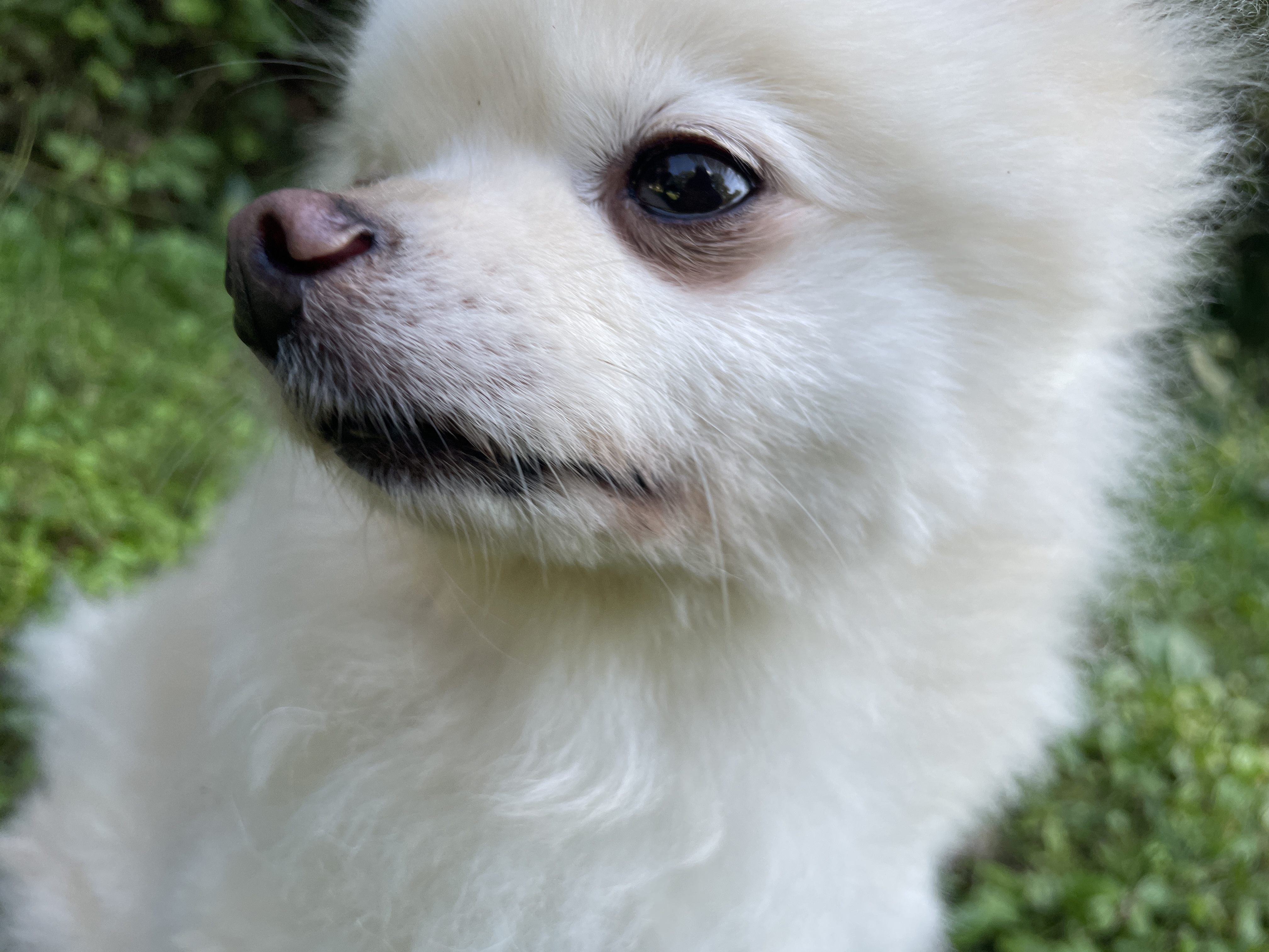 호이 입양 일기와 뽀아 임보 일기 