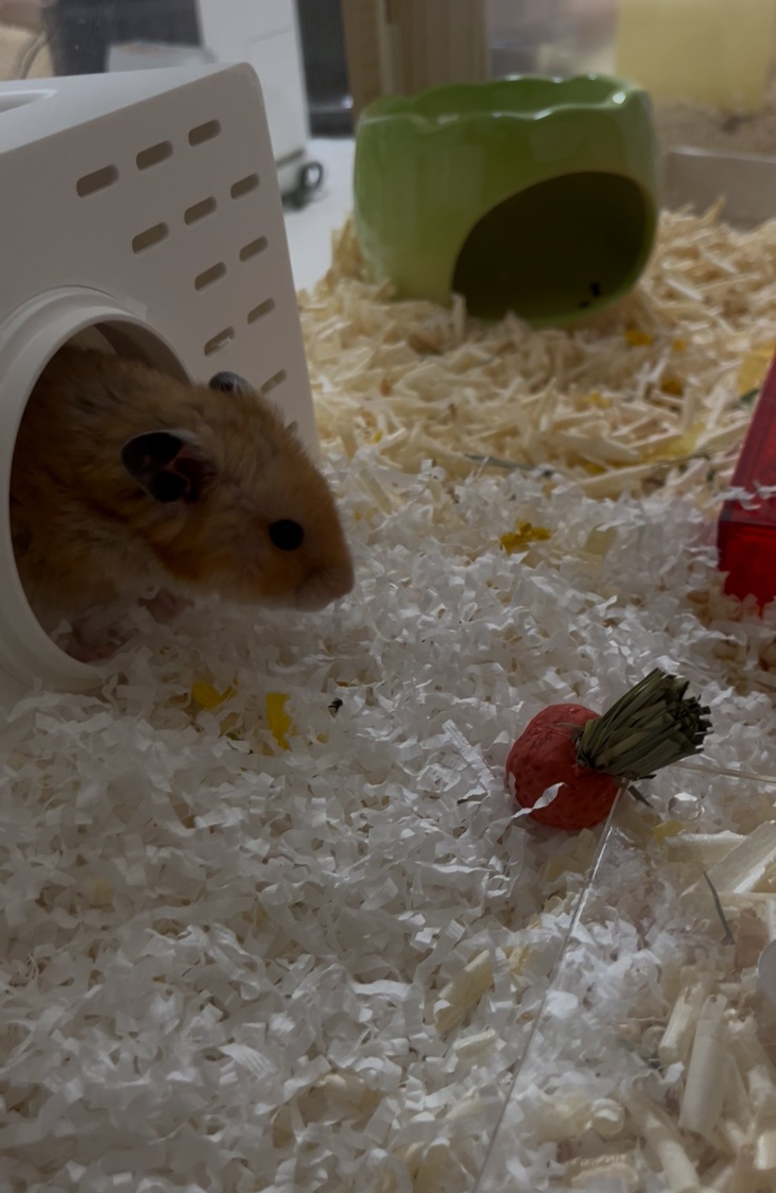 할배햄이 된 온햄이