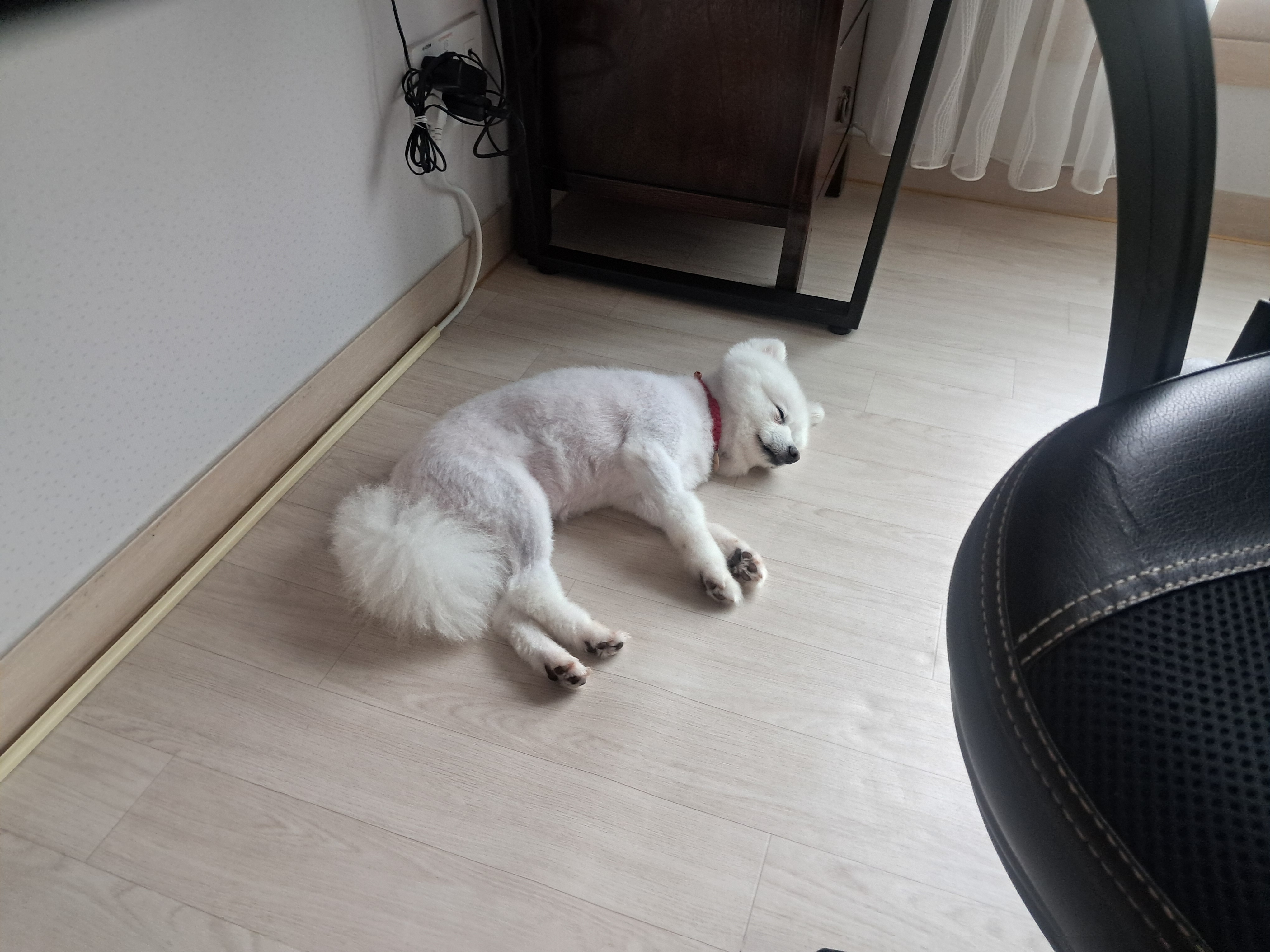 껌딱지 해피(뽀해)