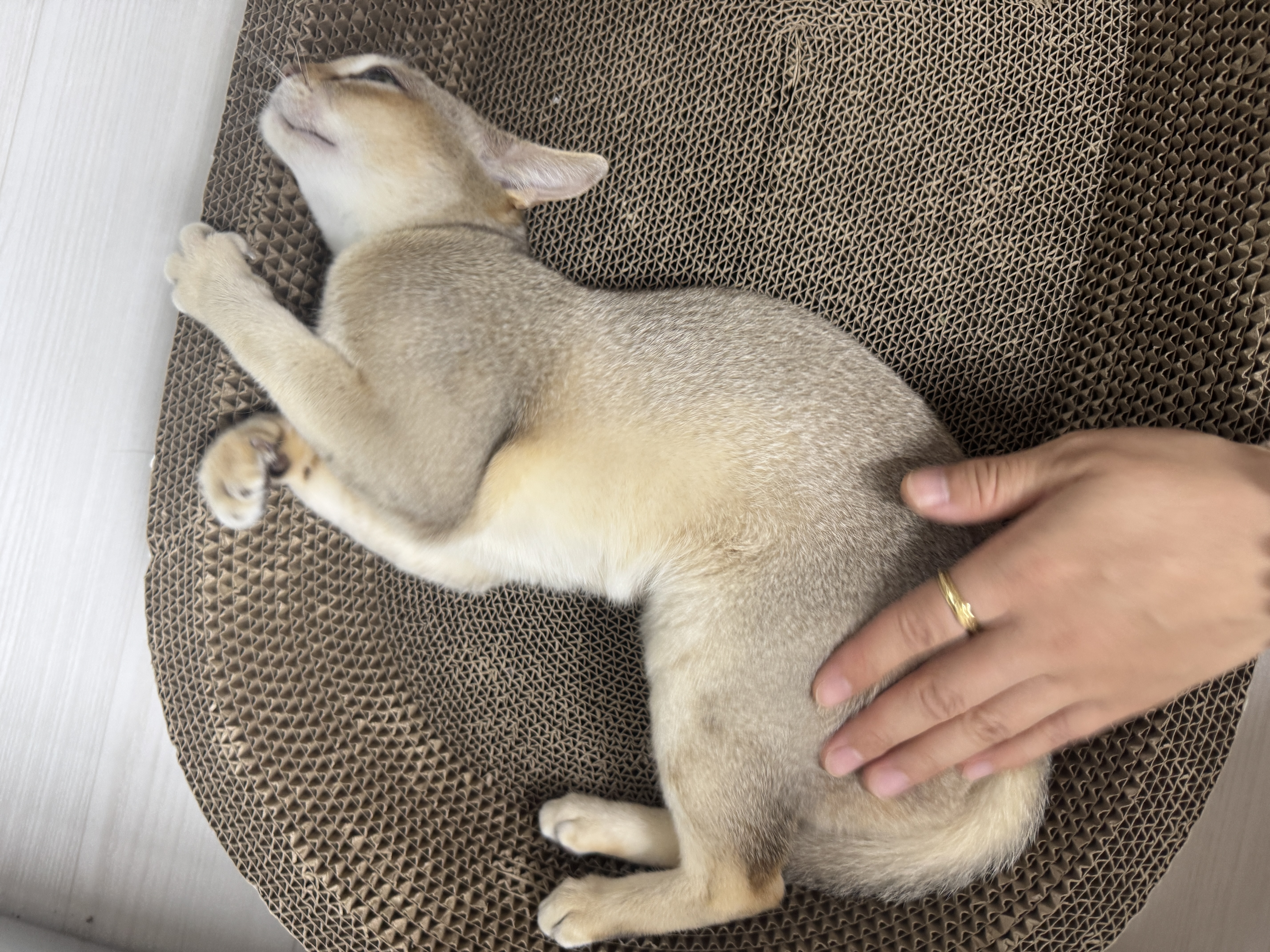 로즈(짜짜)와 함께 한 세 달