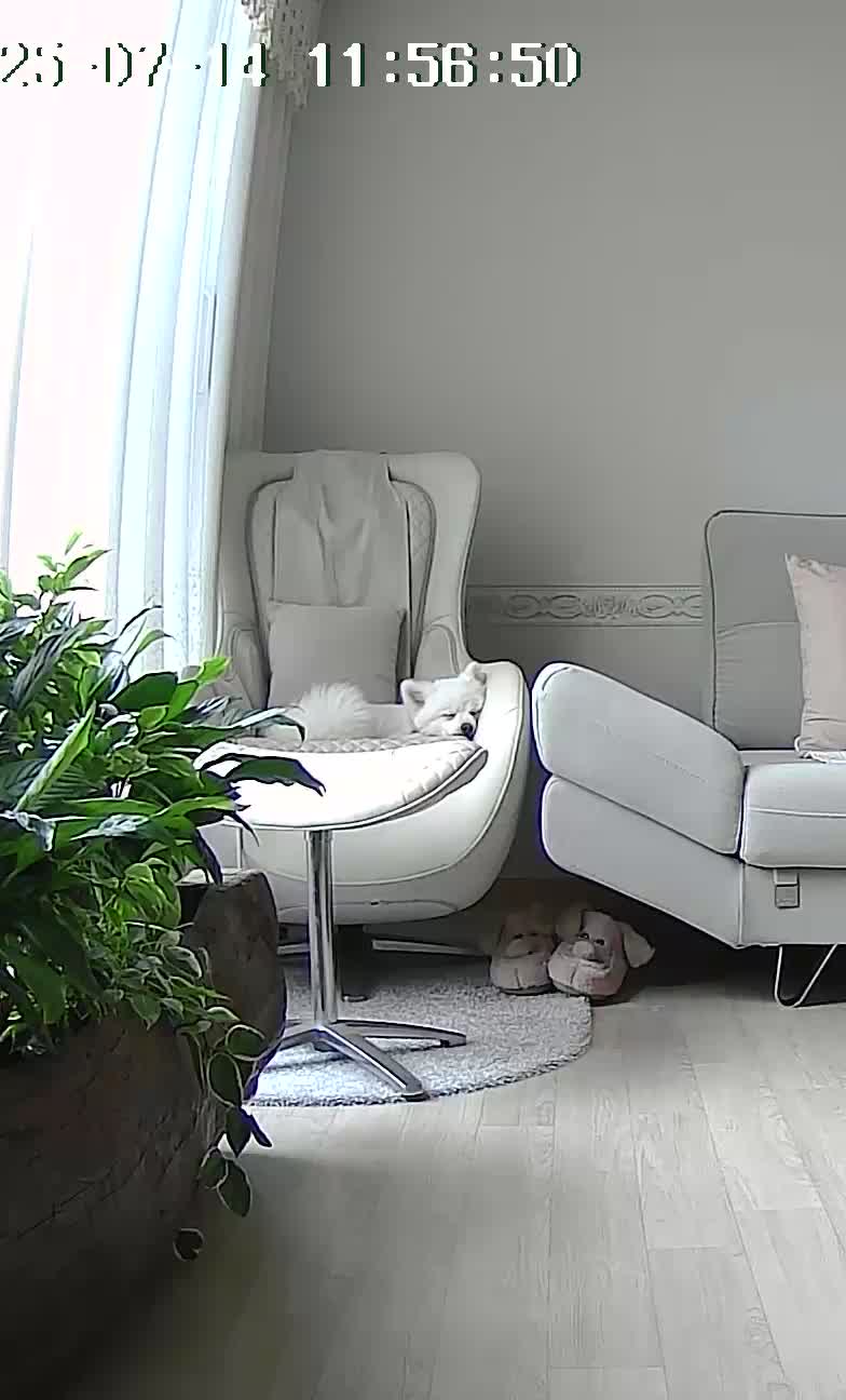 껌딱지 해피(뽀해)