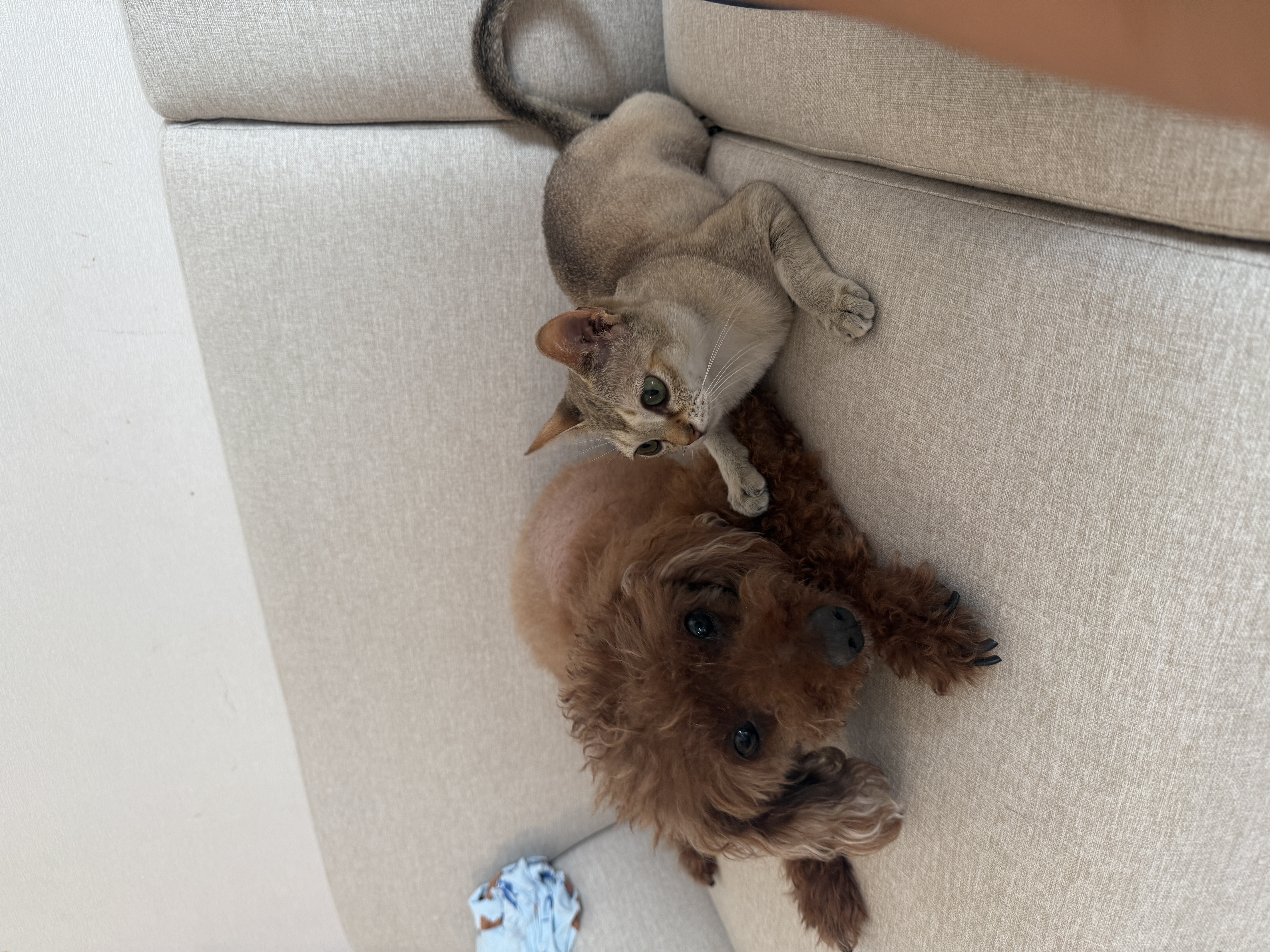 또봉이&#40;이요&#41;3개월 후기