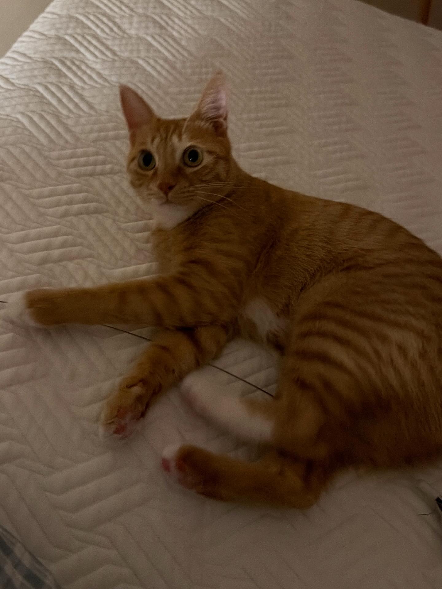 다해(현재 금비) 한달 후기