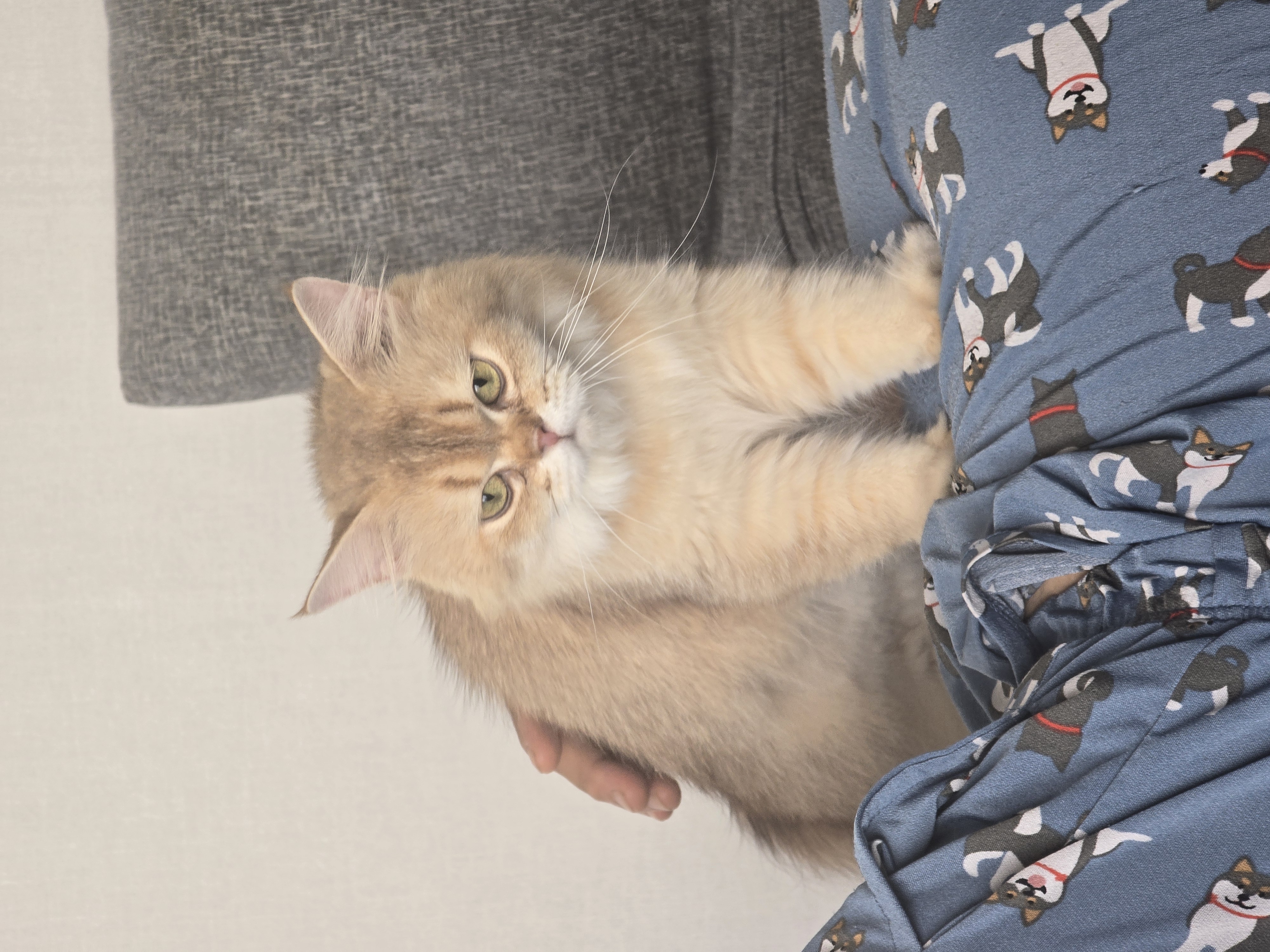 나나&무무(가필드&미가) 가족된지 7일째