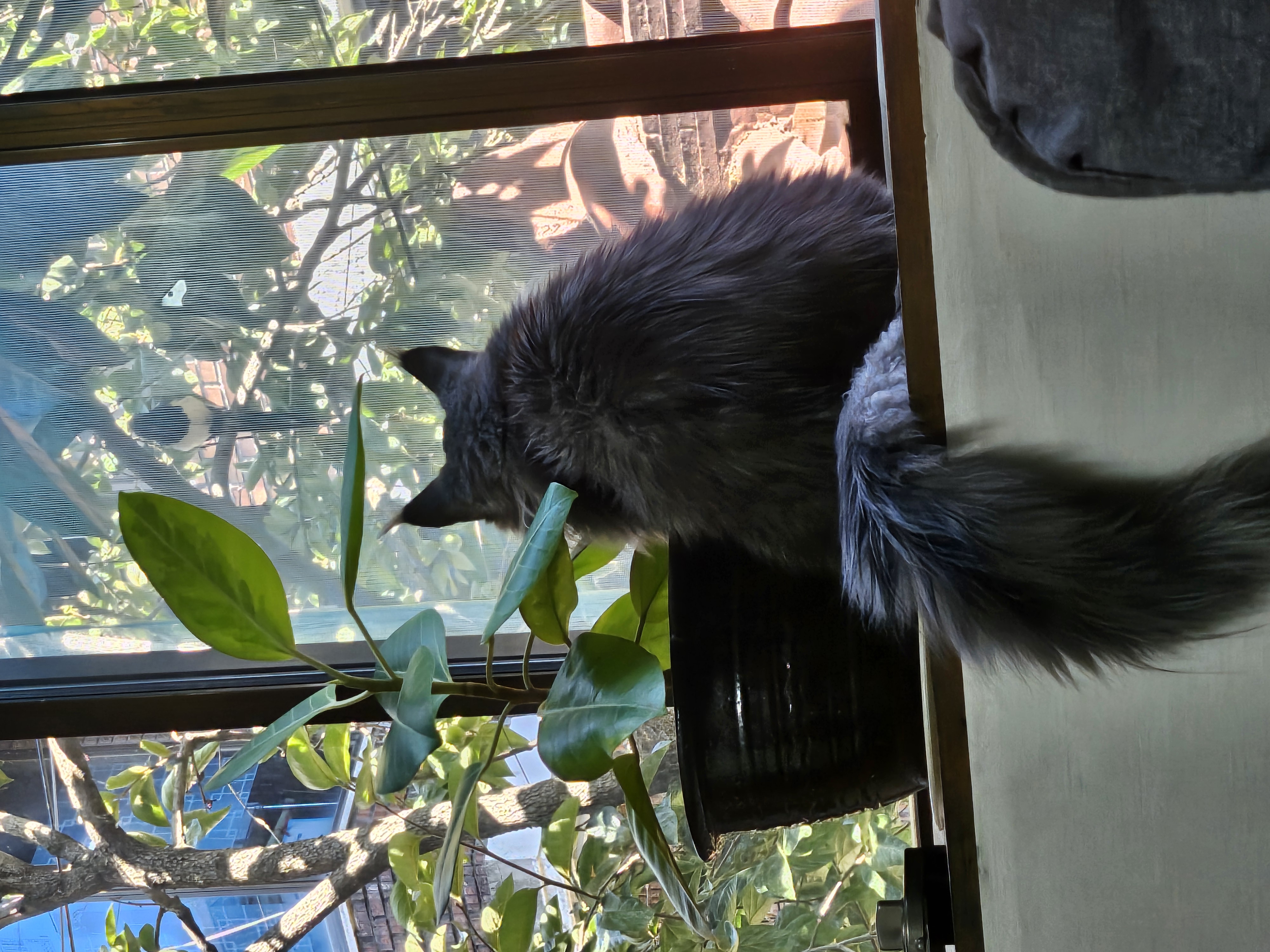 꾼 입양 3개월차!!