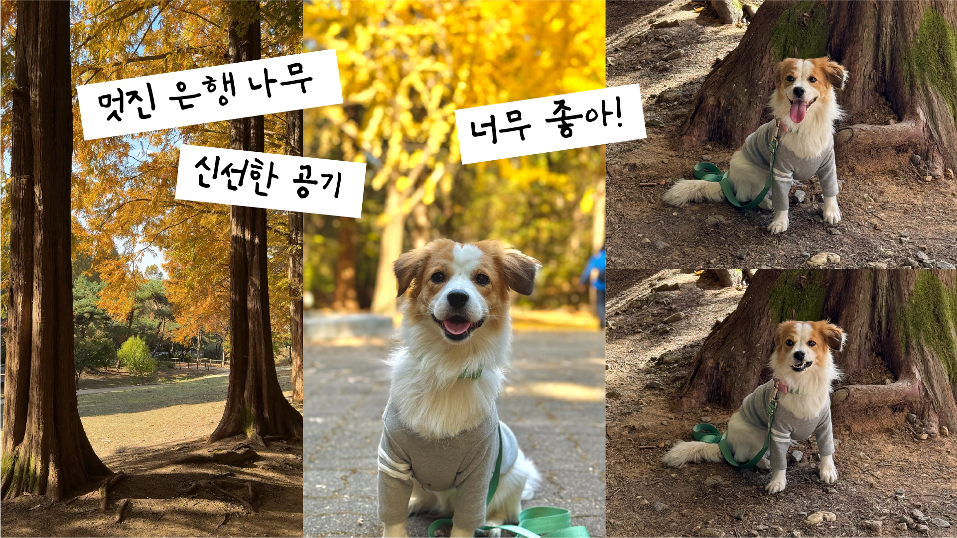 해치 입양 2년