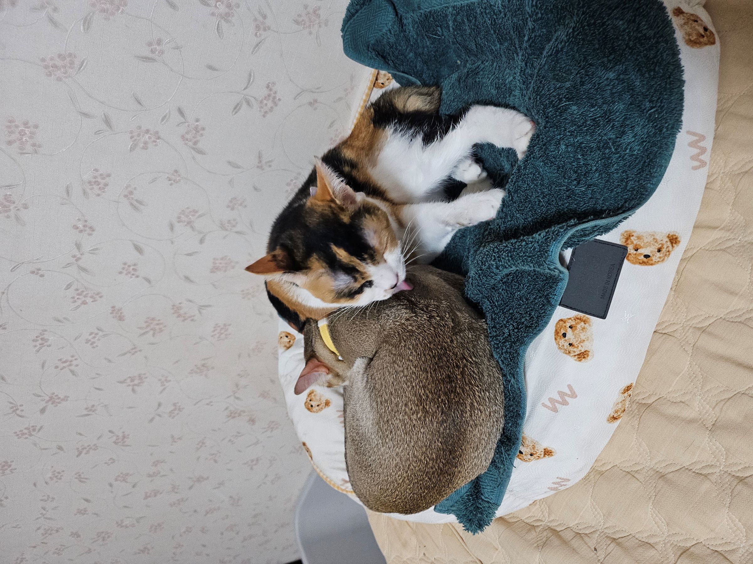 나무(철이)와 함께하는 두번째 이야기