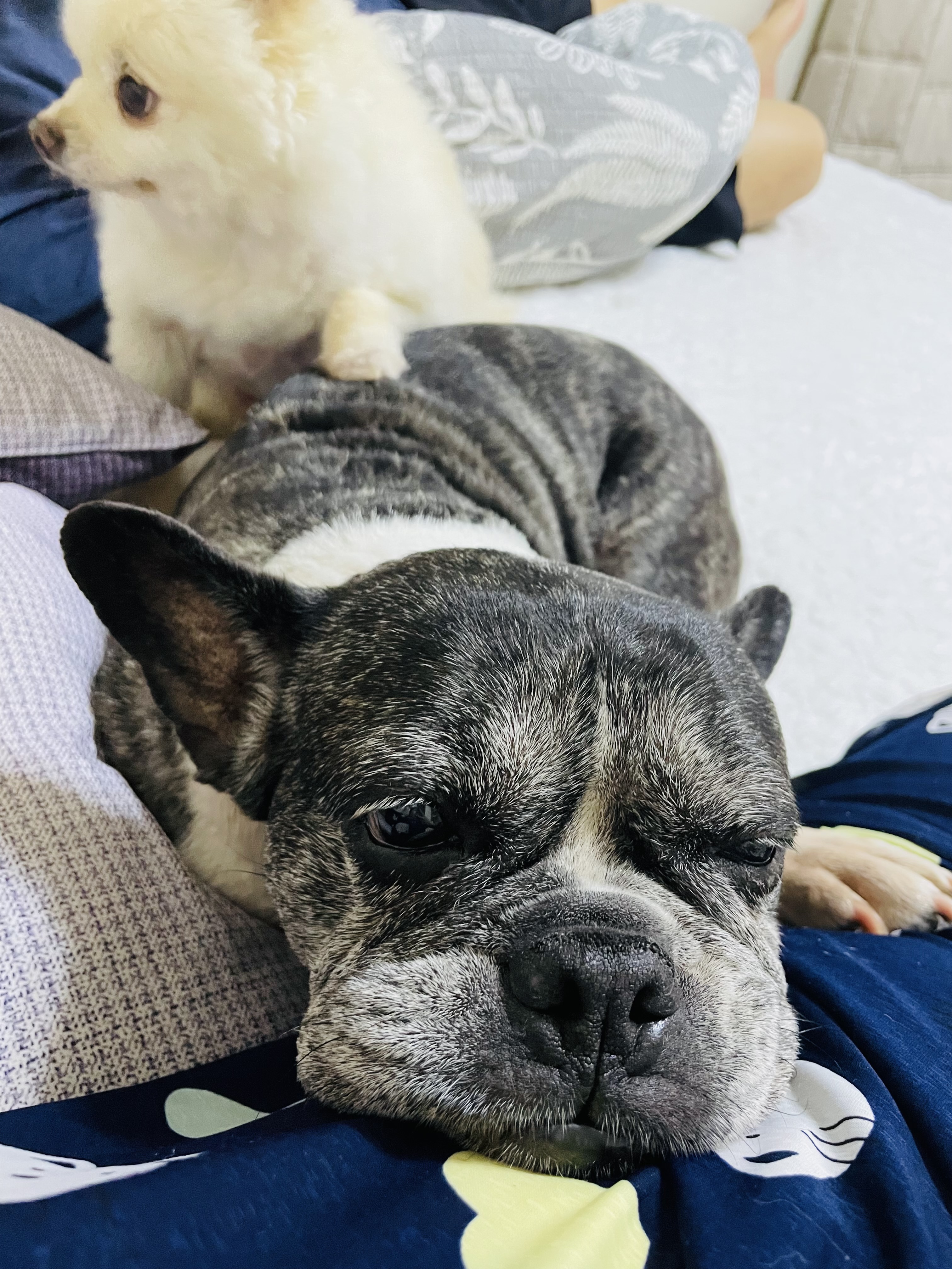 호이 입양 일기와 뽀아 임보 일기 