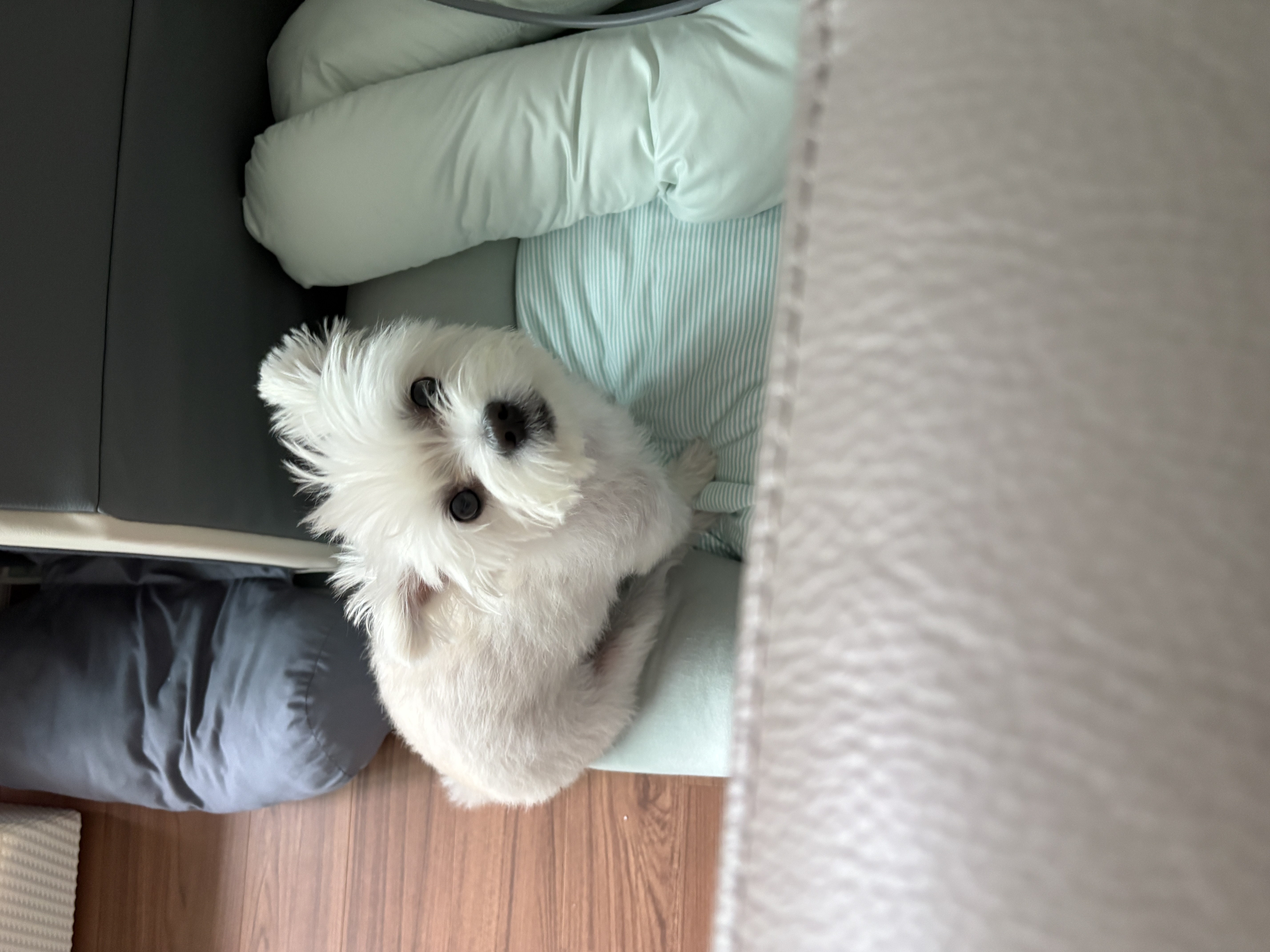 두리(소일이) 입양 3년차 이야기