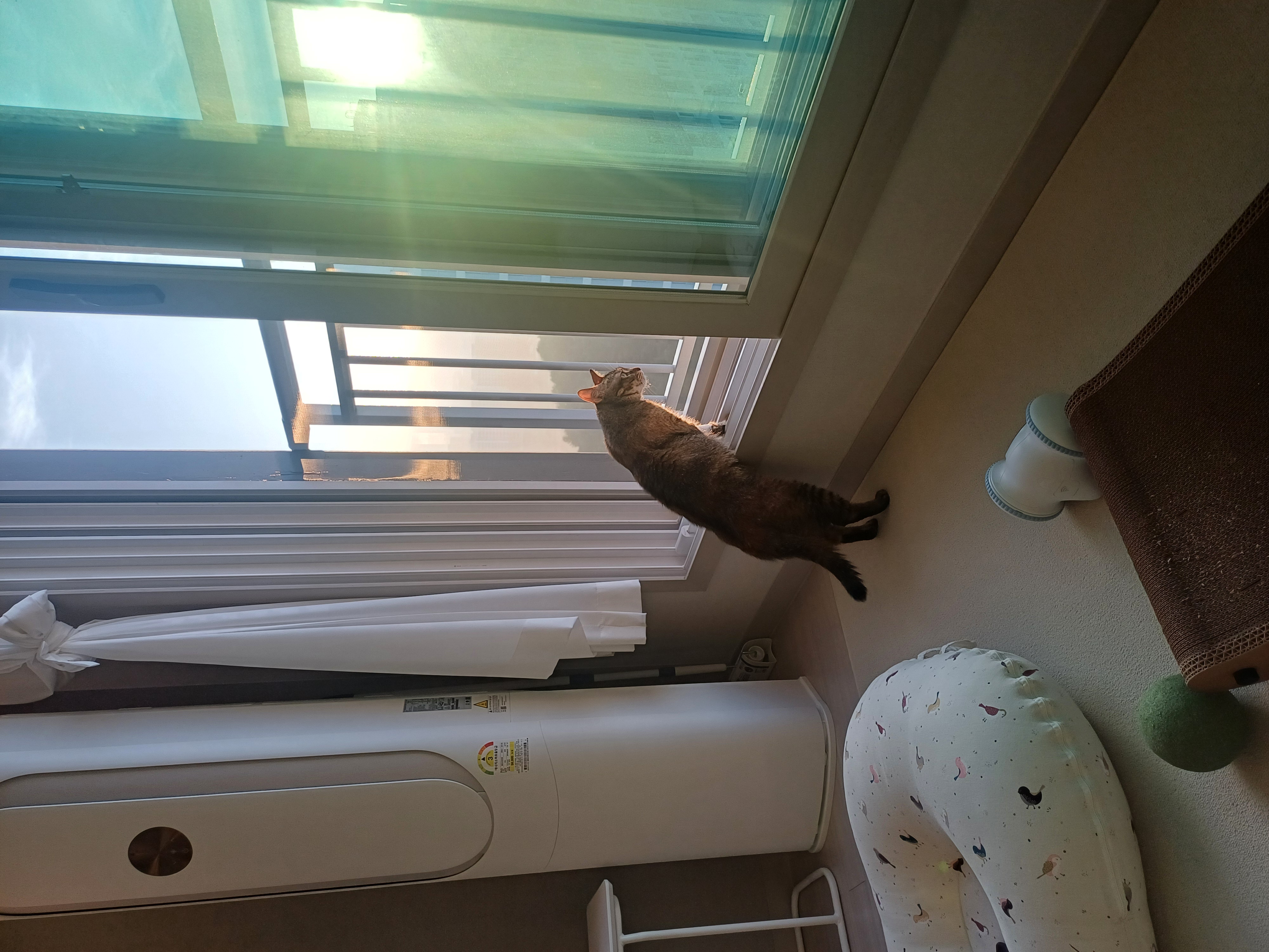 (현)후추 (구)마동이 한달 됐어요!