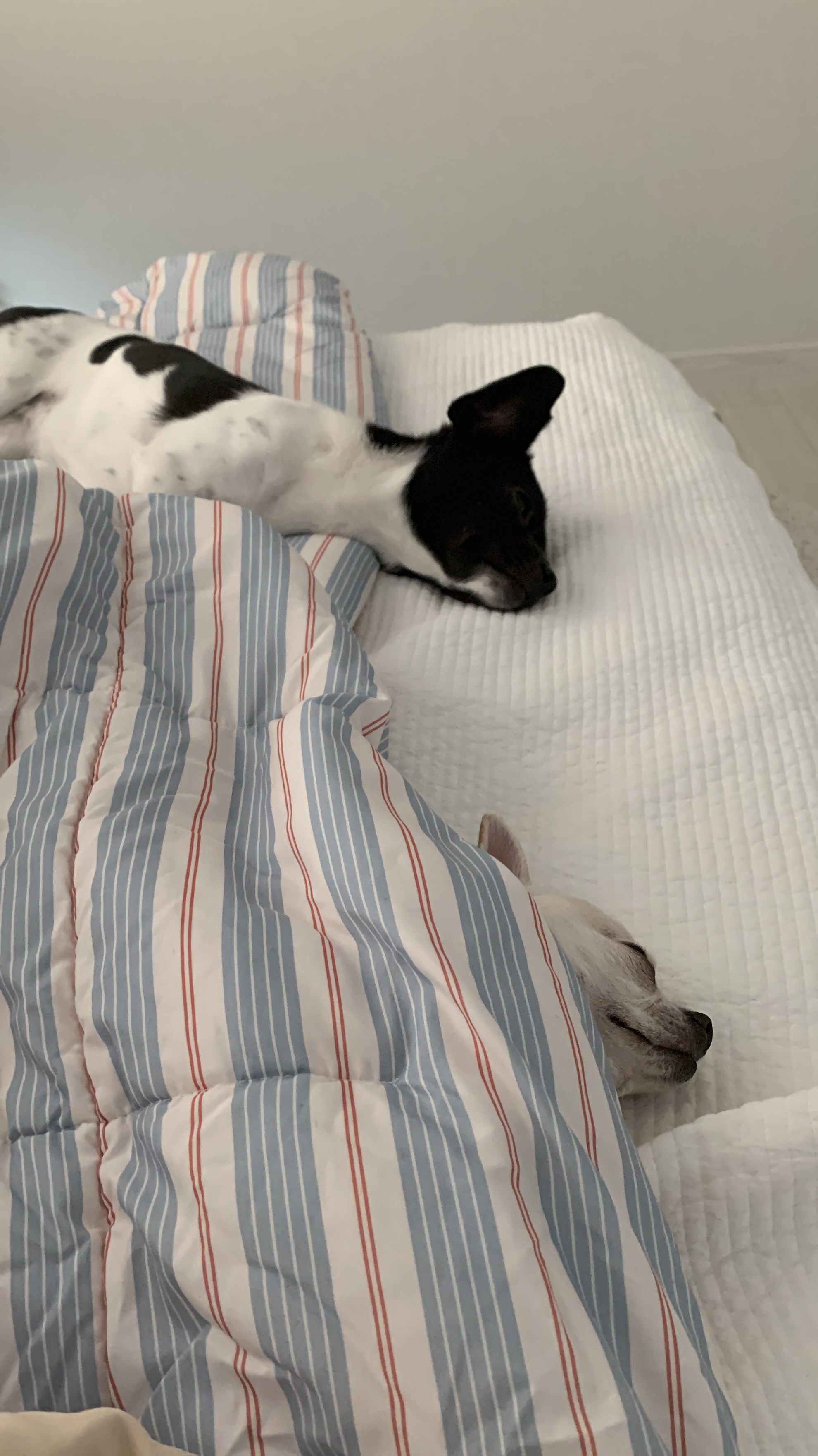 새숨이 입양전제 임시보호 한달차 후기