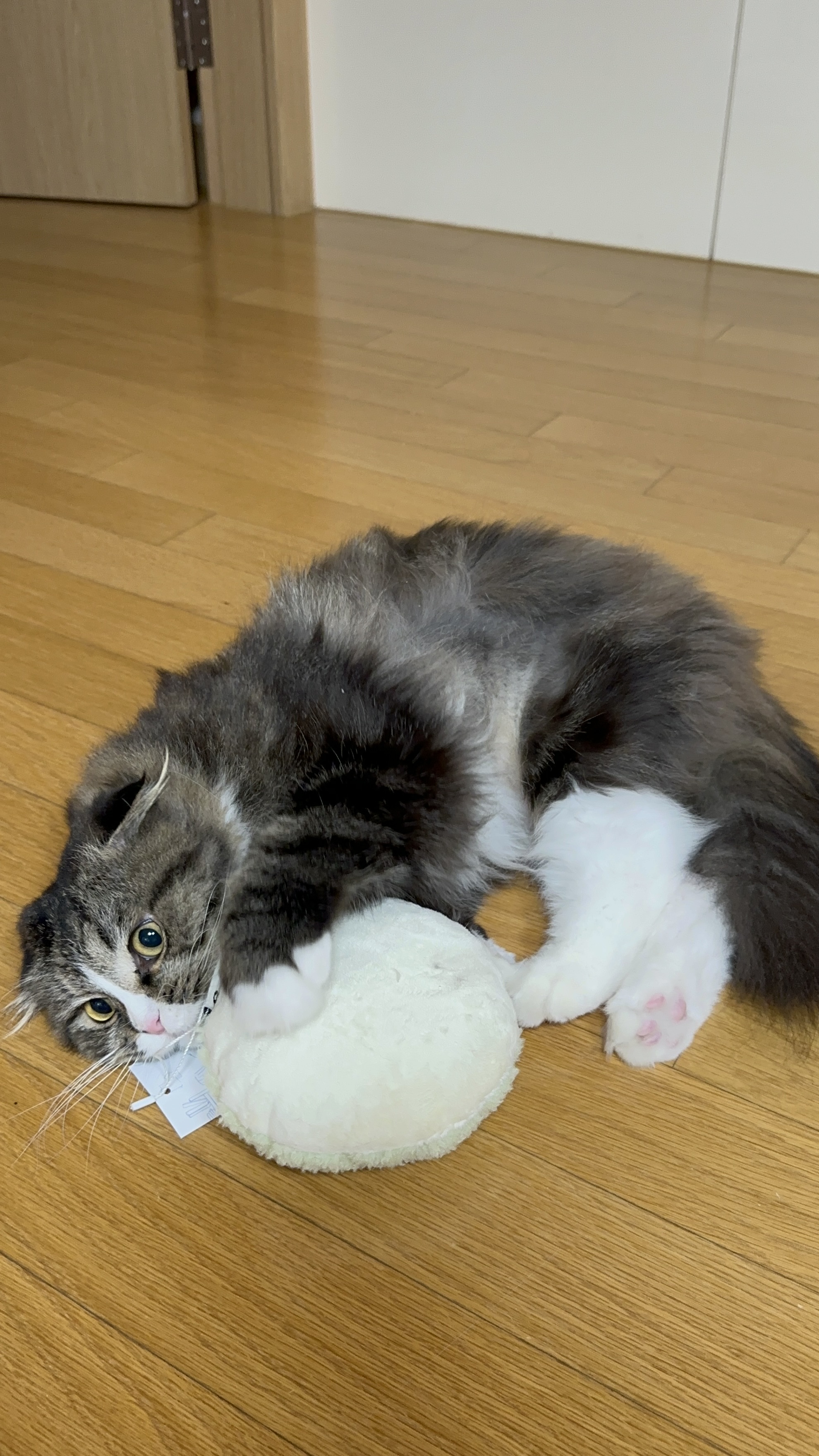 버터 입양 3개월차 후기(늦어서 정말 죄송합니다..)