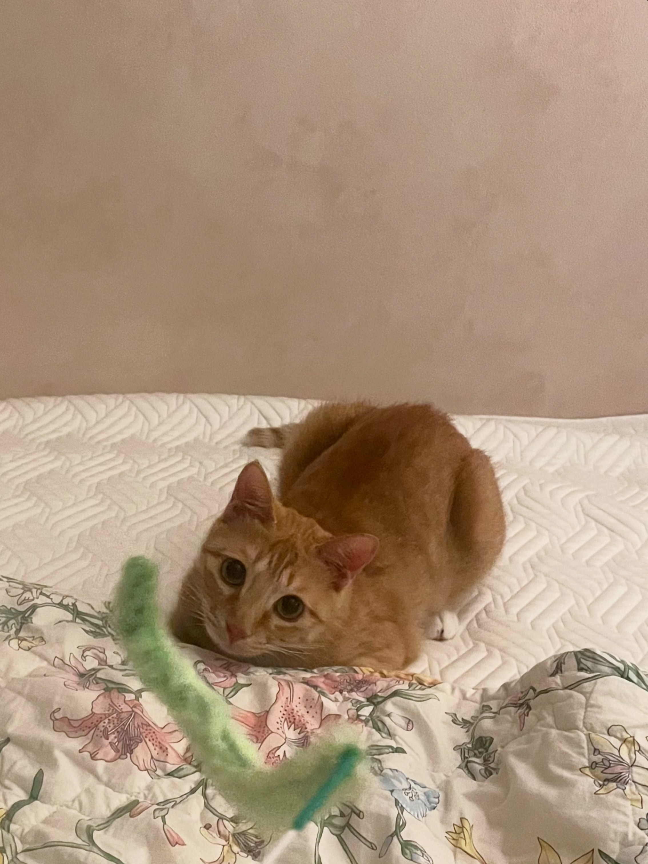 금비(다해) 일주일 후기