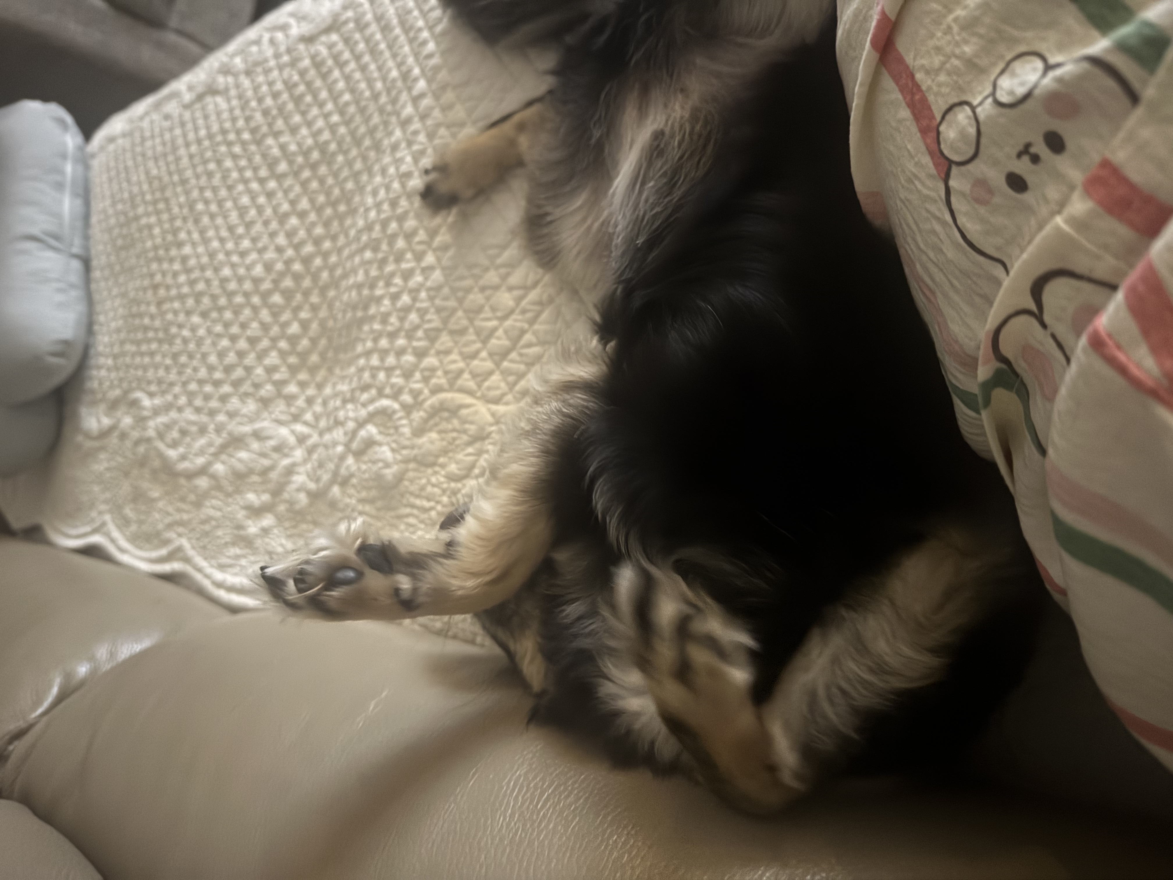 랩몬이 임보4개월차 소식 올립니다~^^