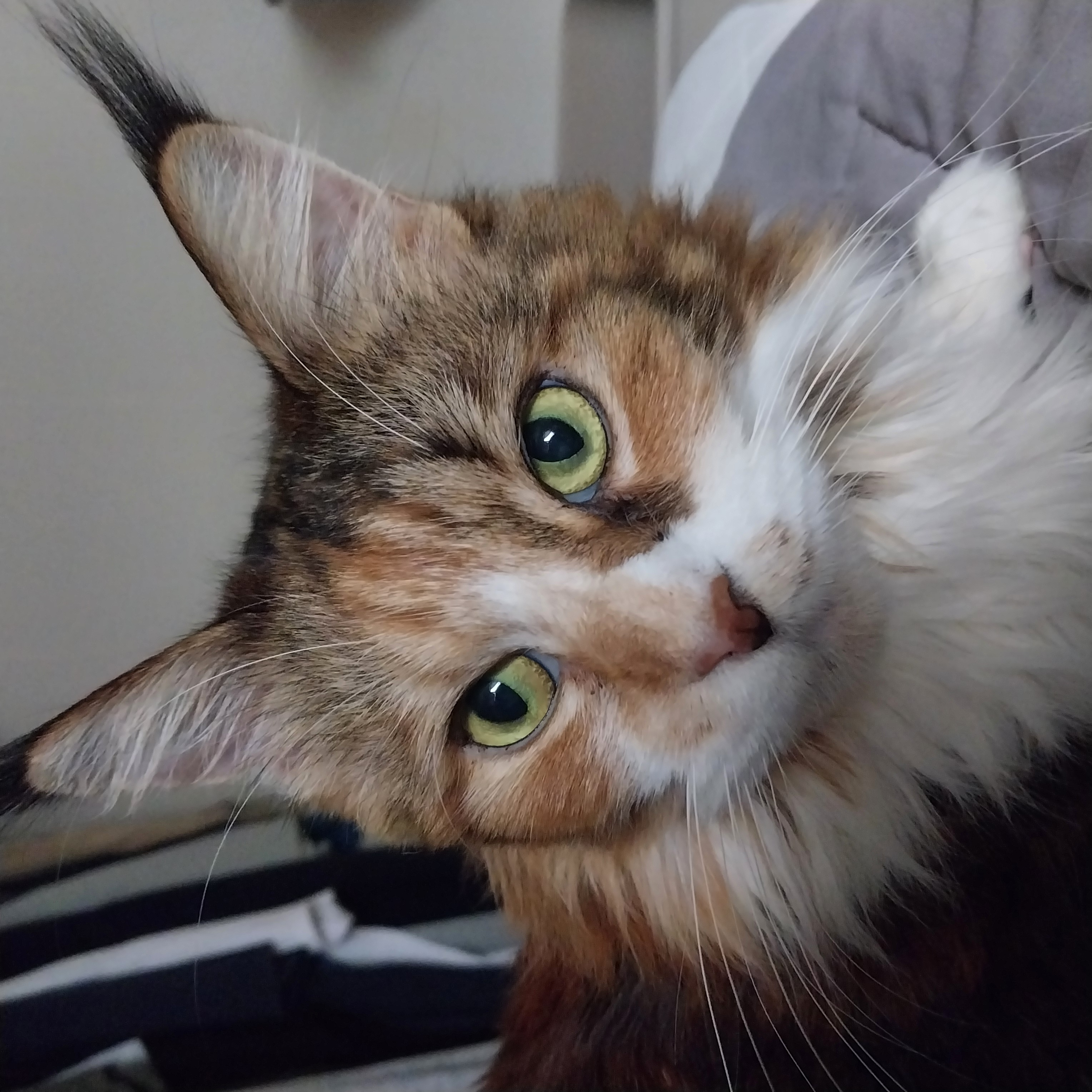 웨이 2년차 입양 후기