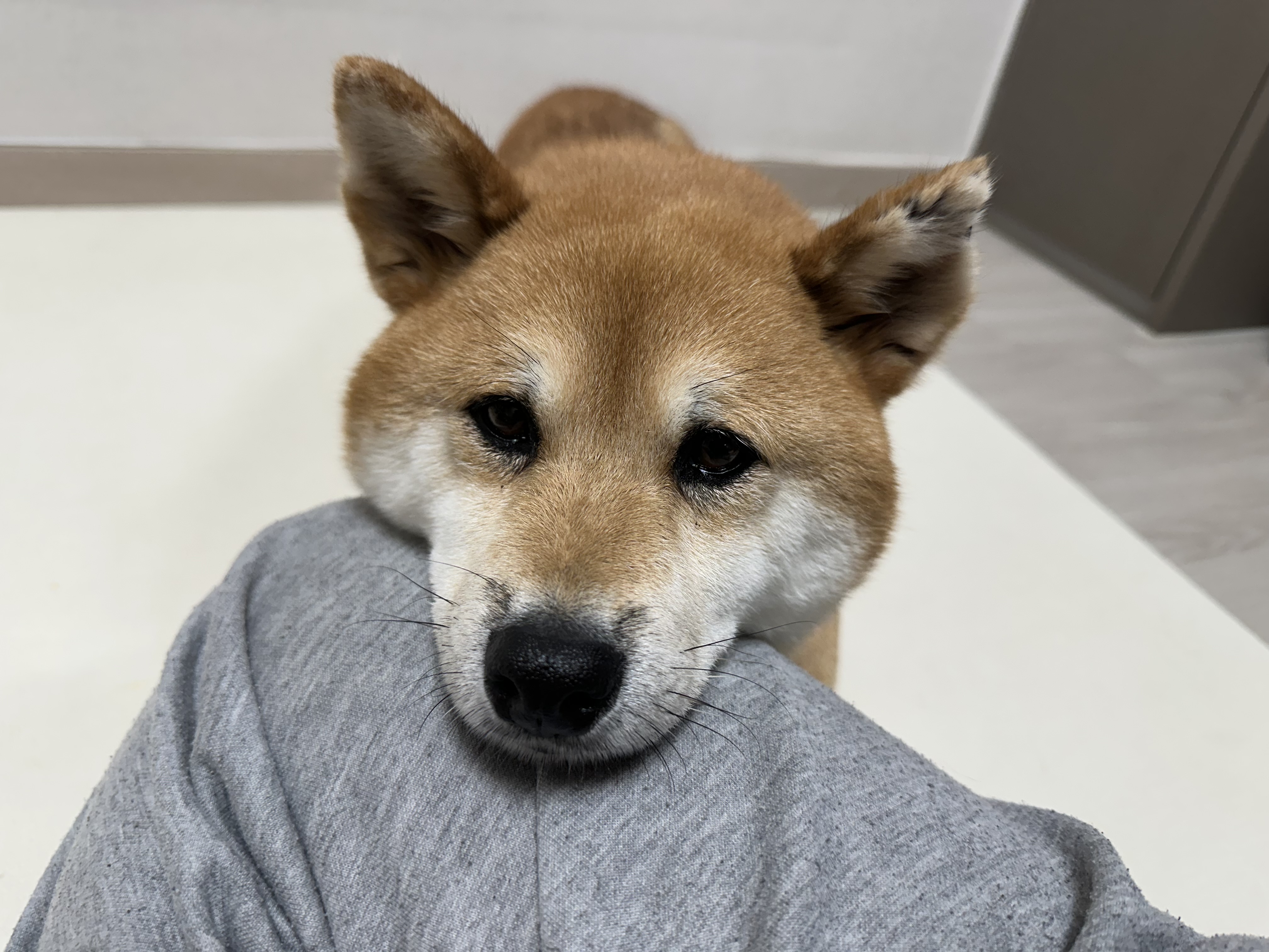 100일기념! 동배 입양 후기!!