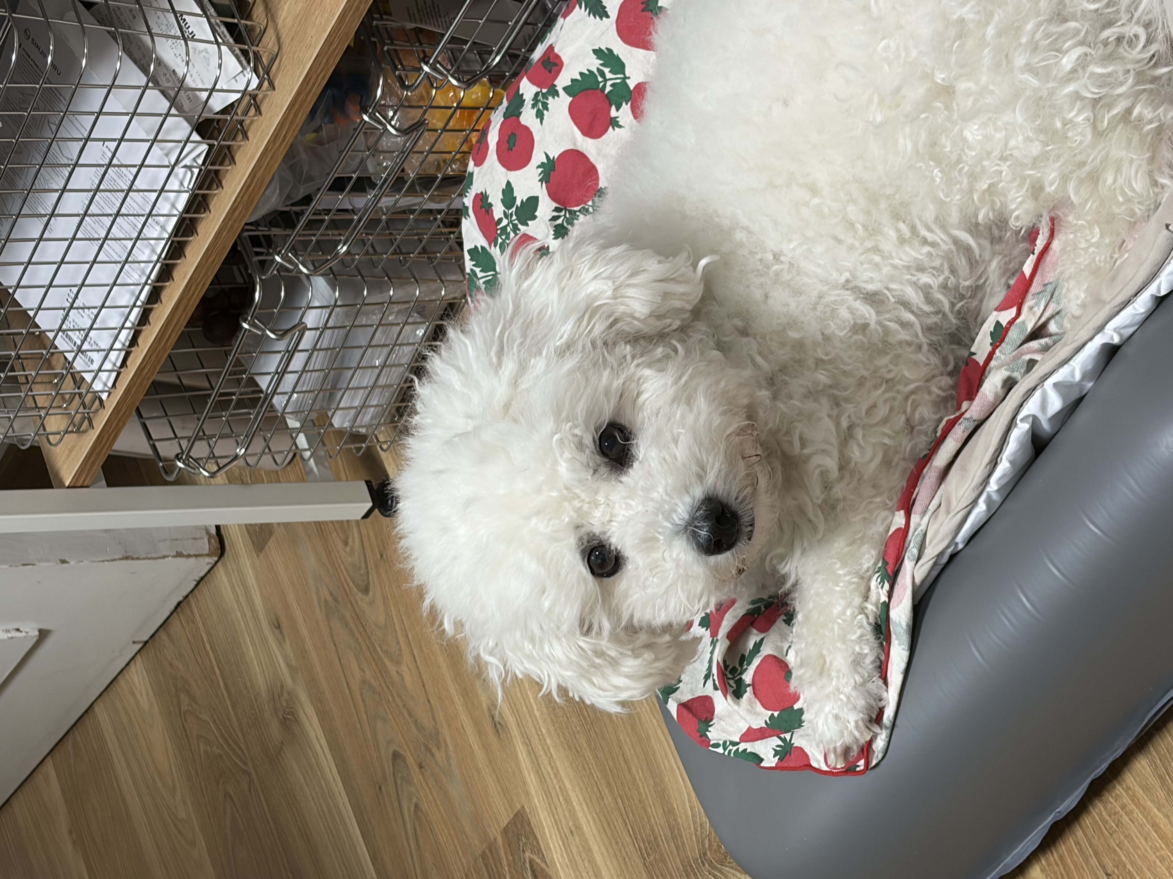 [동키/보령-99] 하남이 생일이 돌아왔어요!