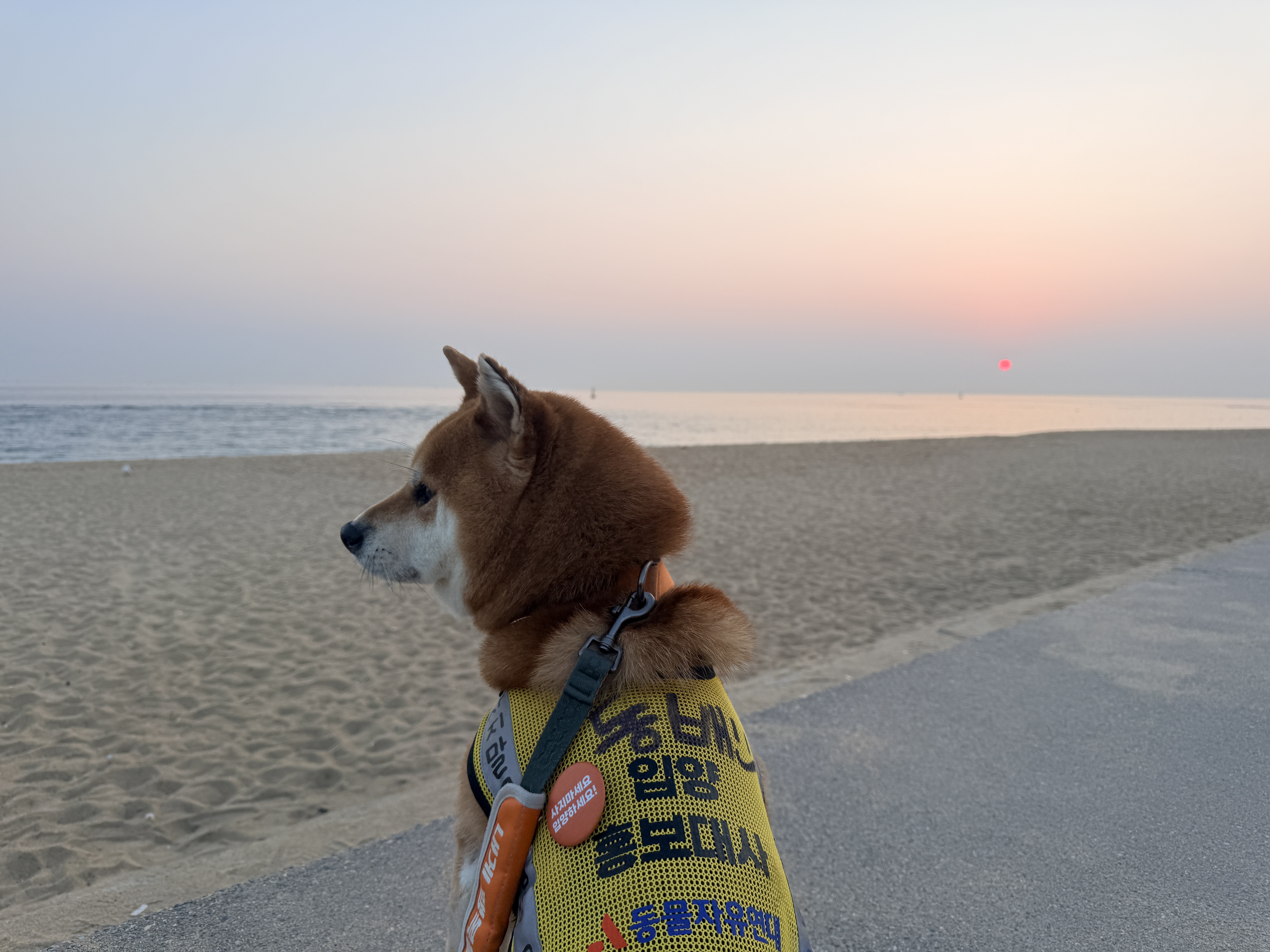 동배(쫑쫑이)와 어느덧 5개월을 함께 했습니다!