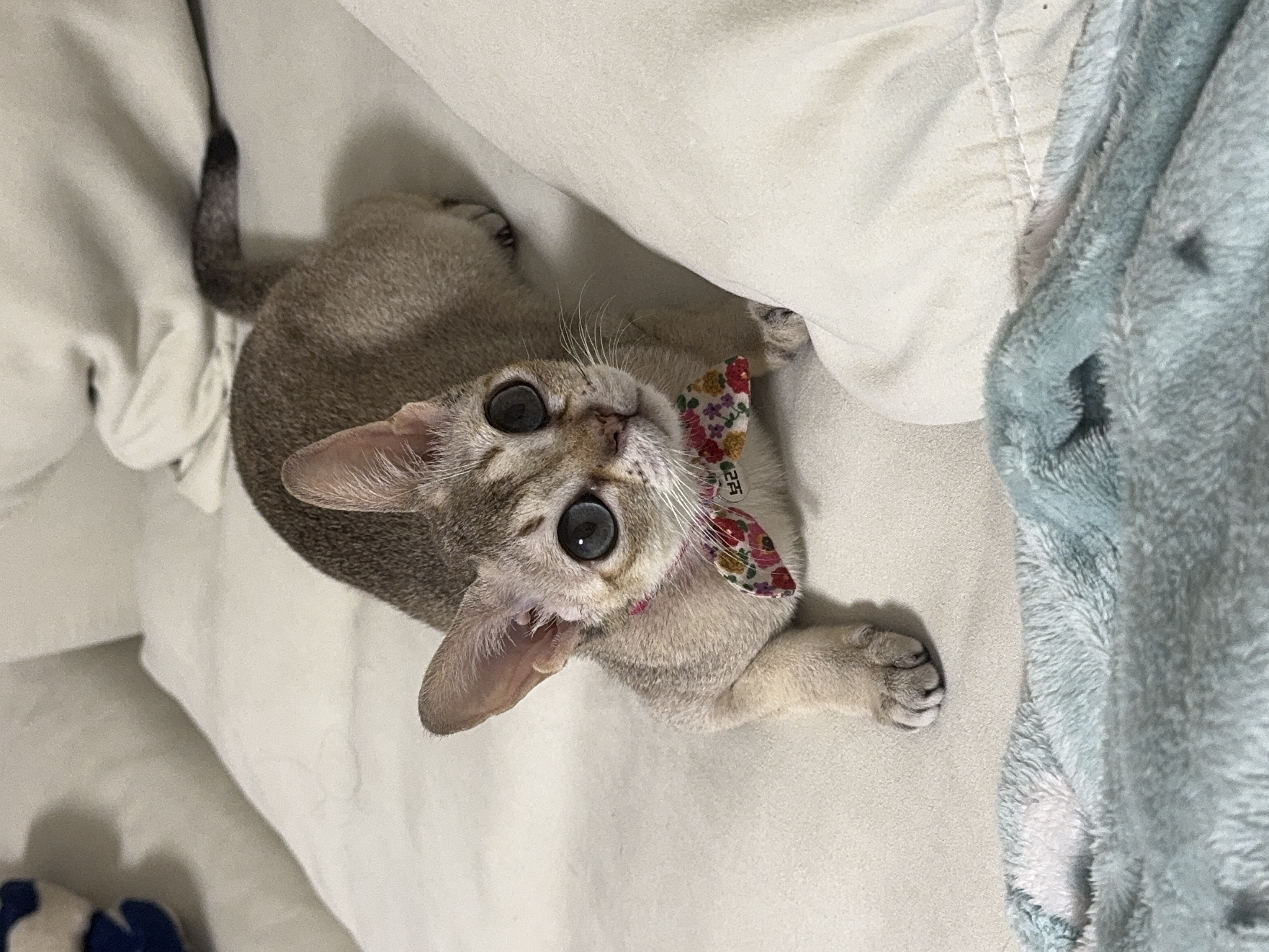 집냥이 한달 차 보리(울산 구조묘 순이)