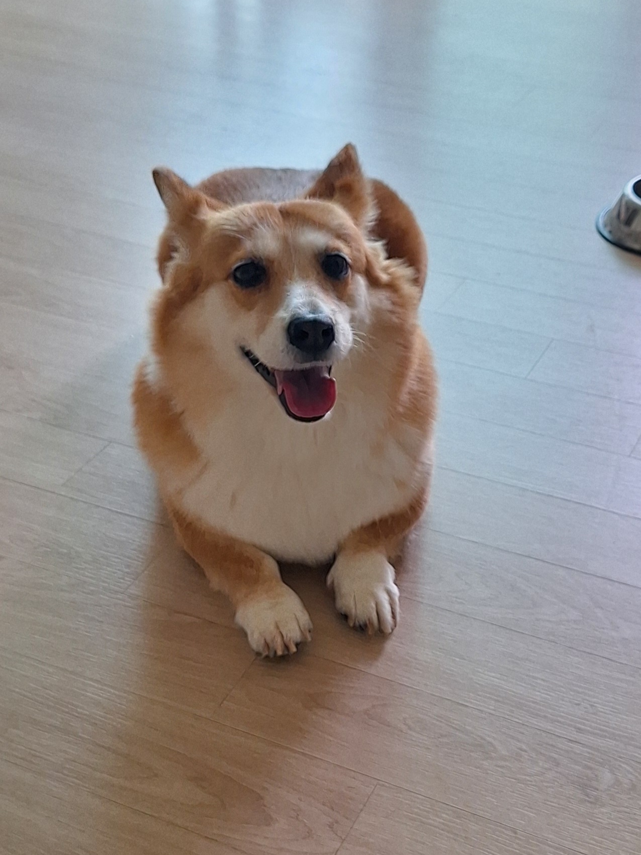 귀염둥이 엘리스 