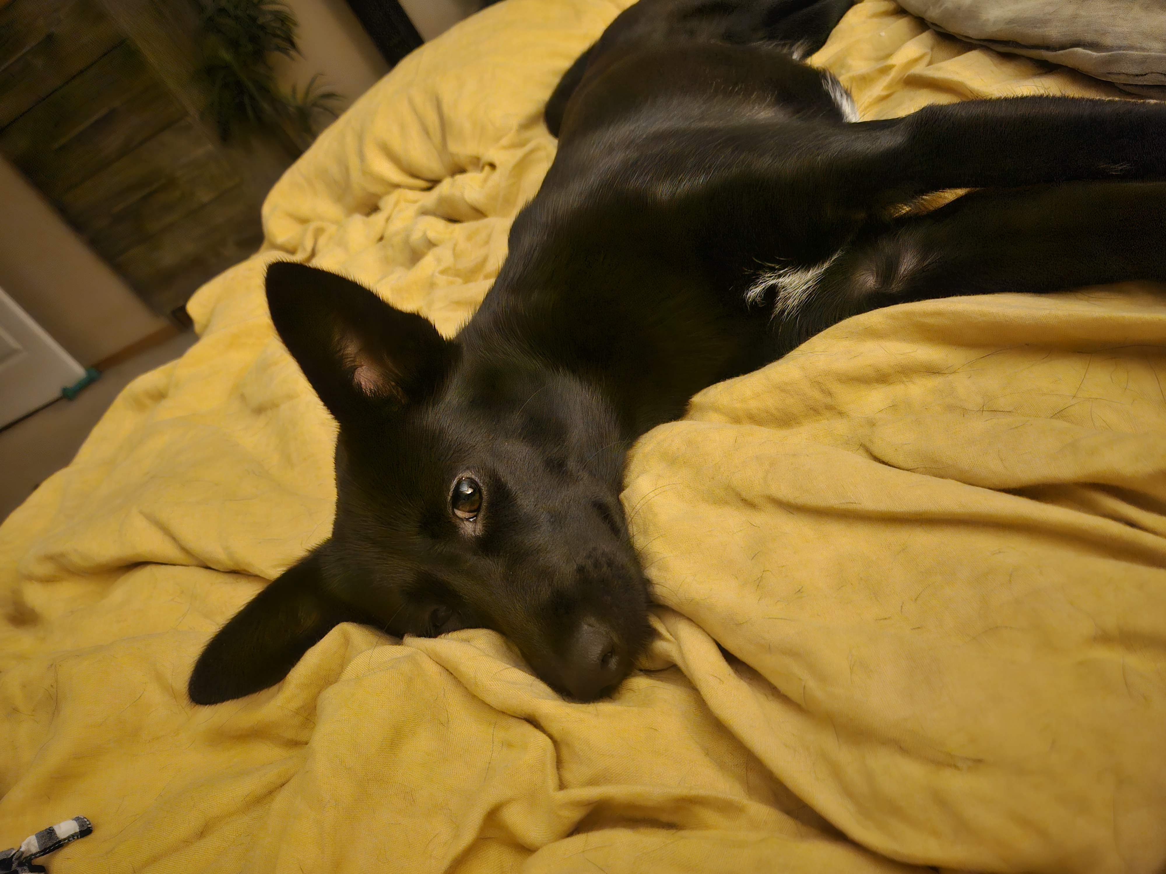 하루 (구 대순) 입양후 6개월이 지났습니다