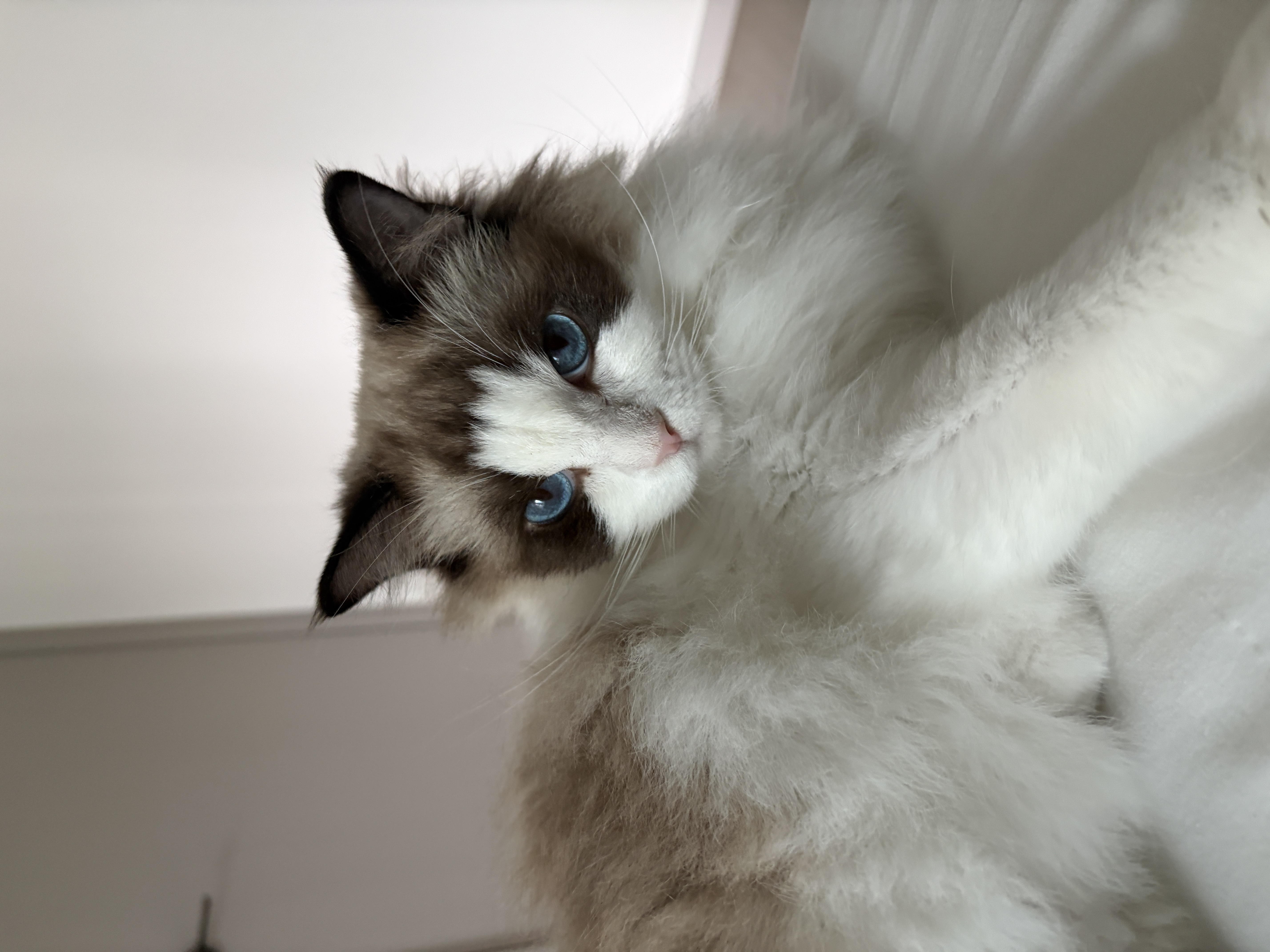 샤샤&라라 aka 샤랄라 시스터즈 1개월 후기 (구 라푼젤 에리얼)