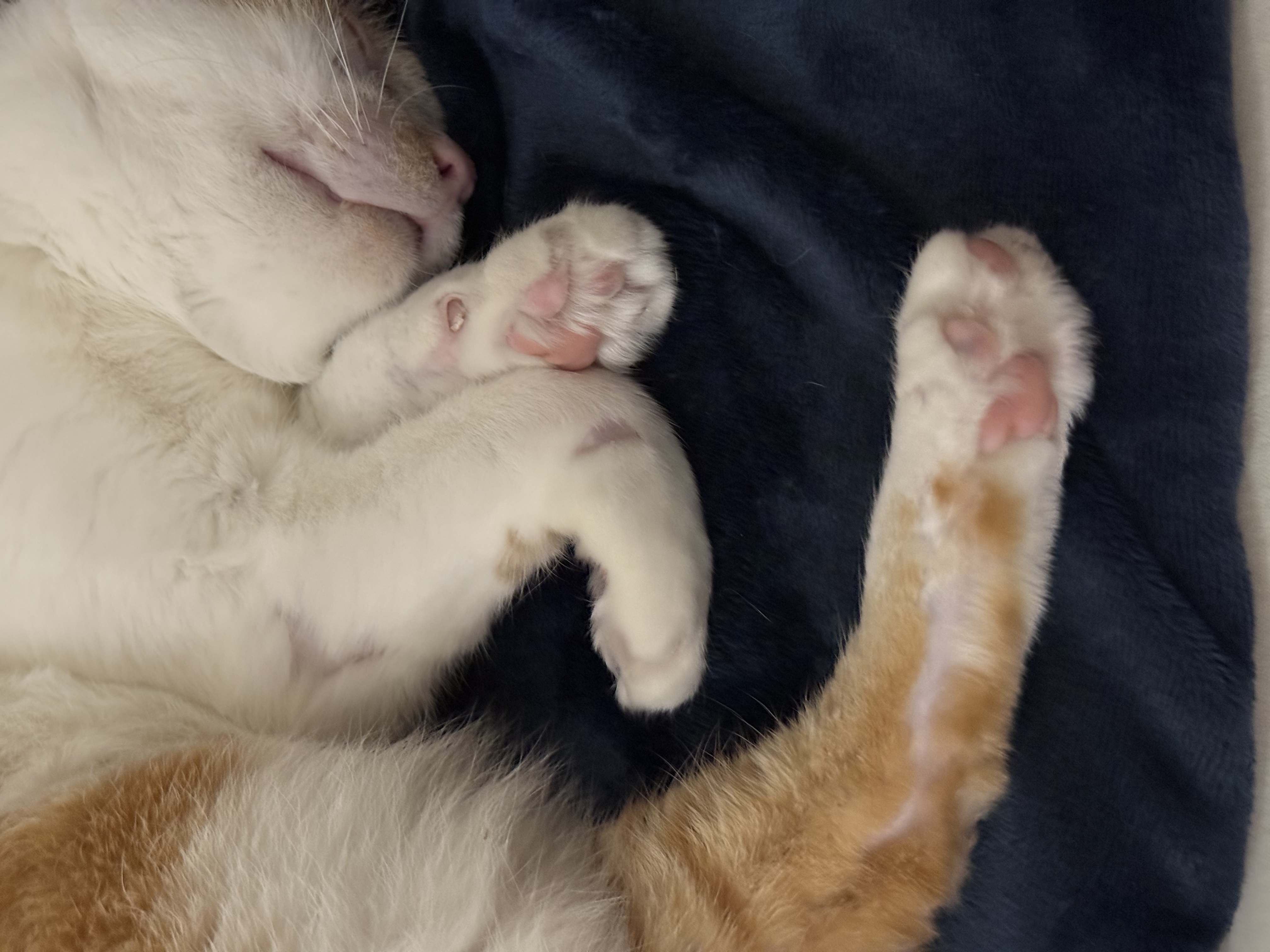 온샘이 입양 한달차 후기