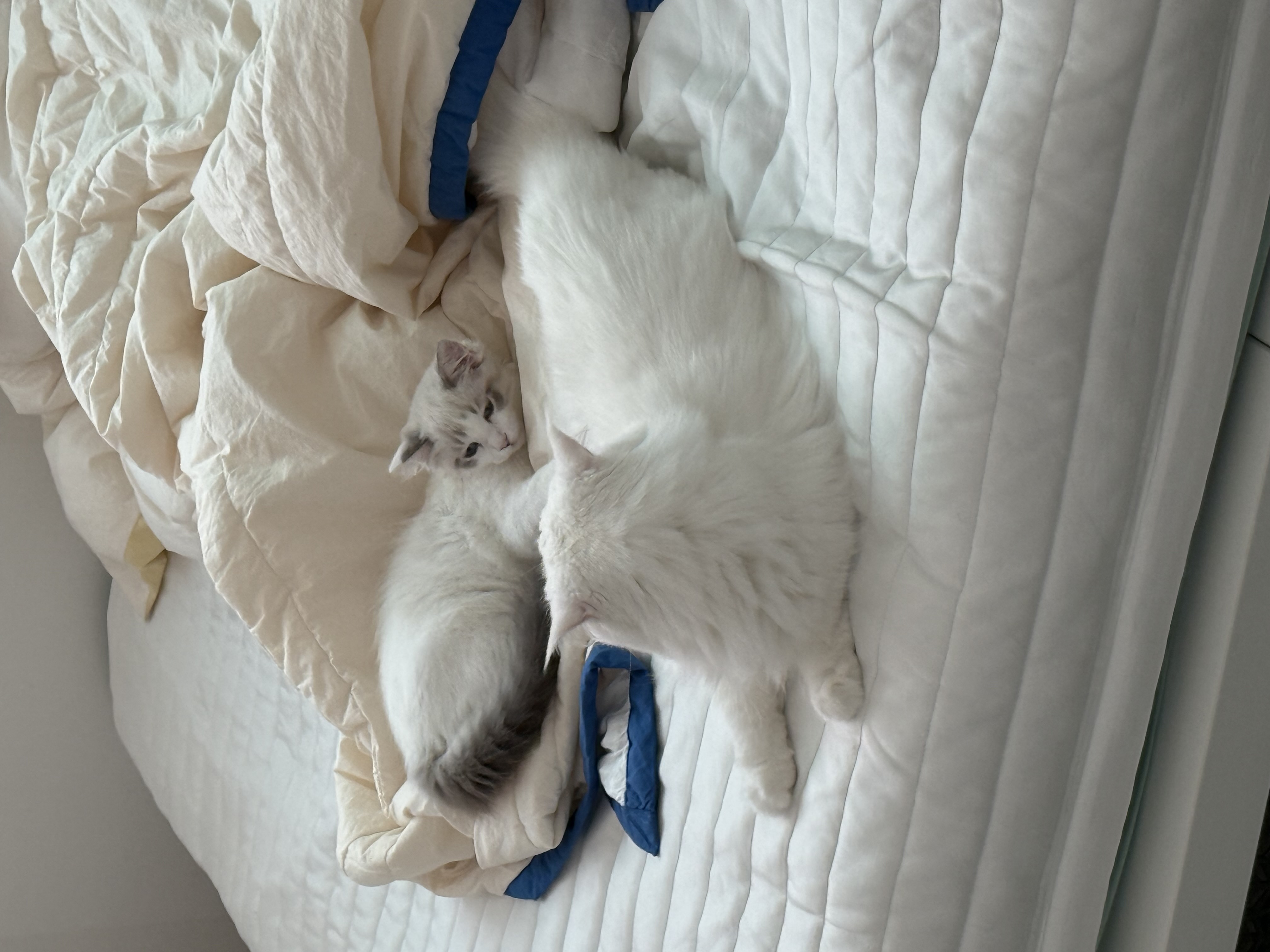 고로롱과의 한달:) <울산 구조묘 동둘이>