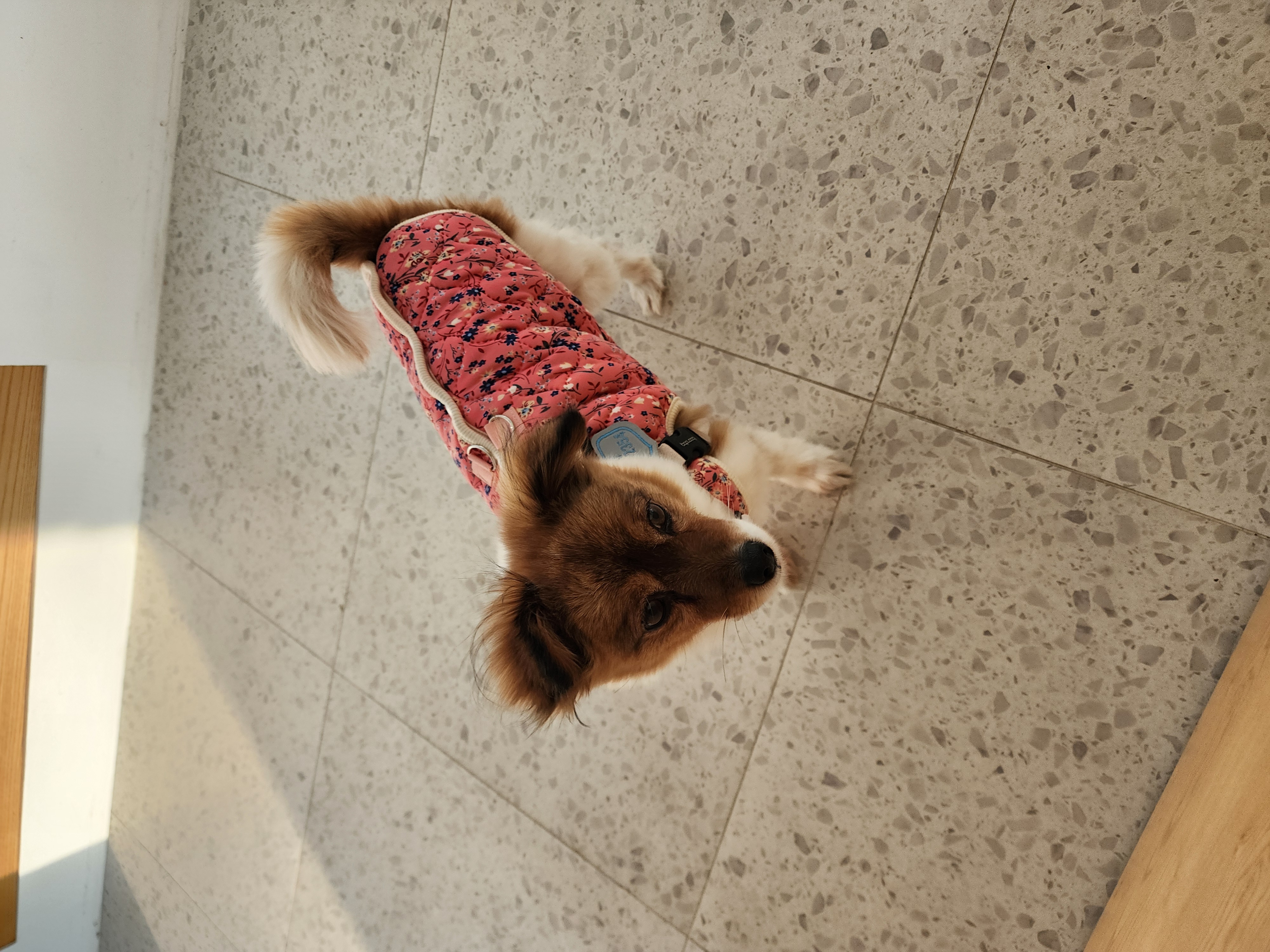 프림이와 루키(구_첼로)의 요즘 일상