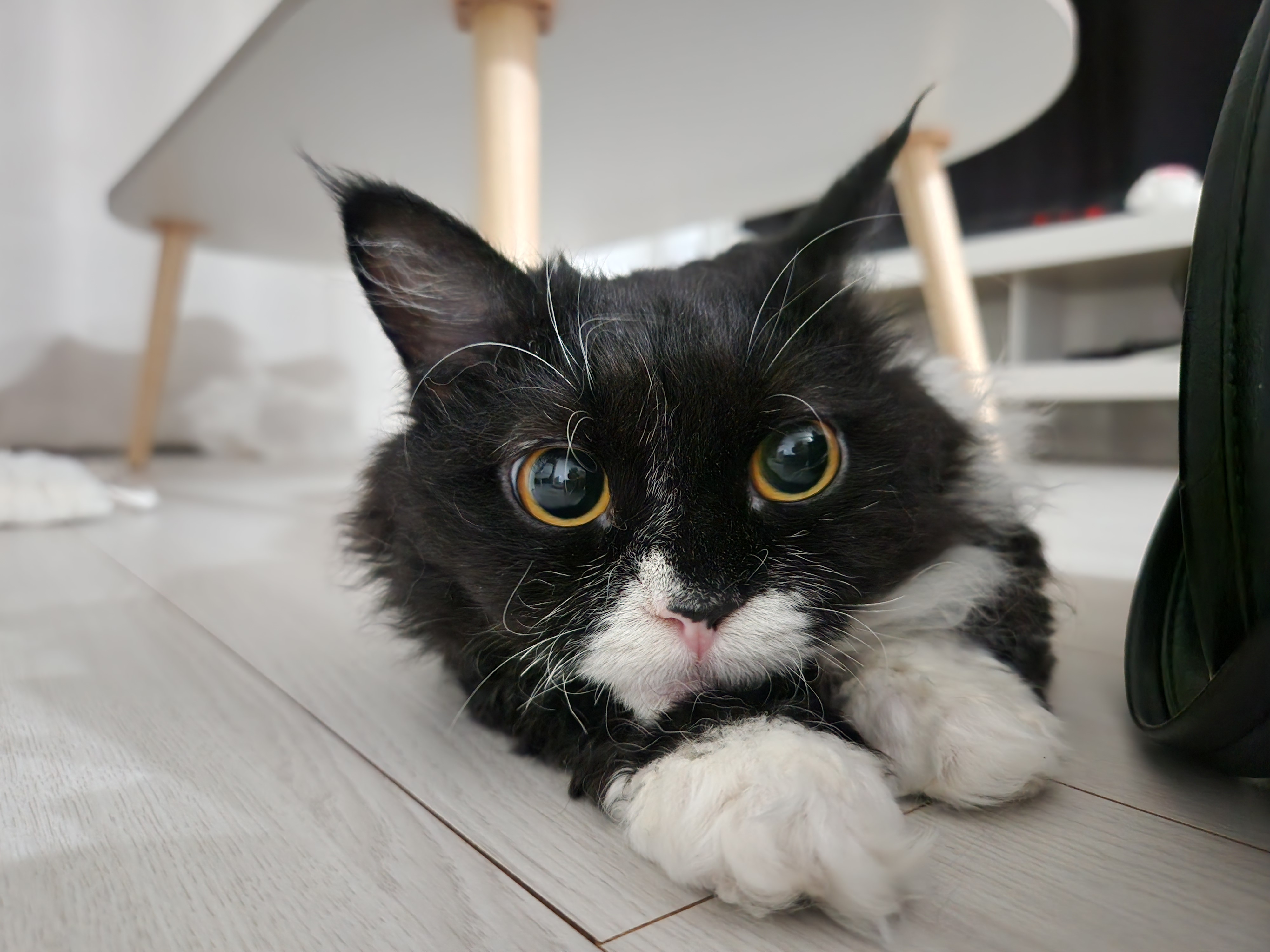 [울산구조묘] 라니(구 먼지)의 행복한 근황