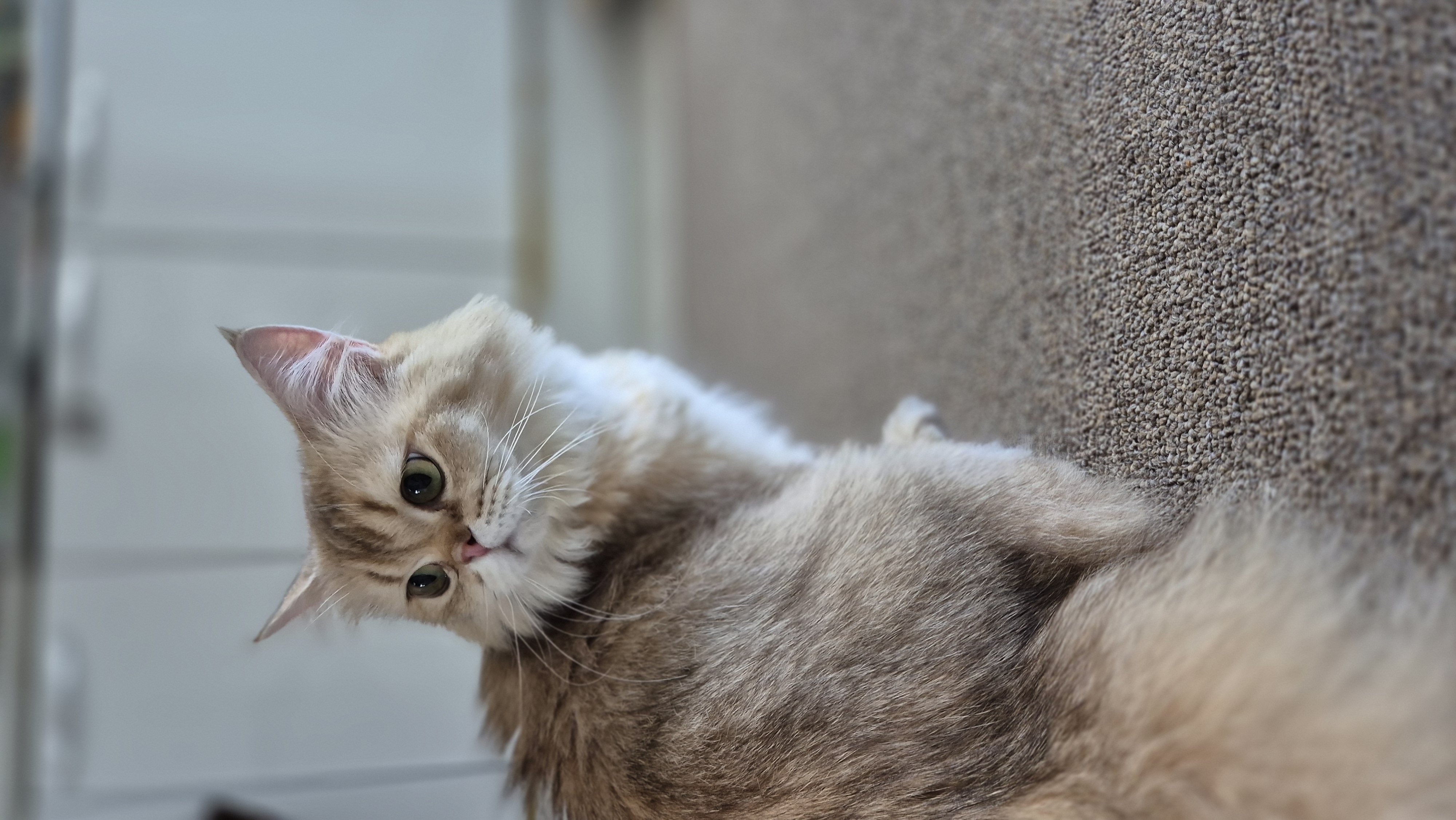 나나&무무(가필드&미가) 가족된지 한달