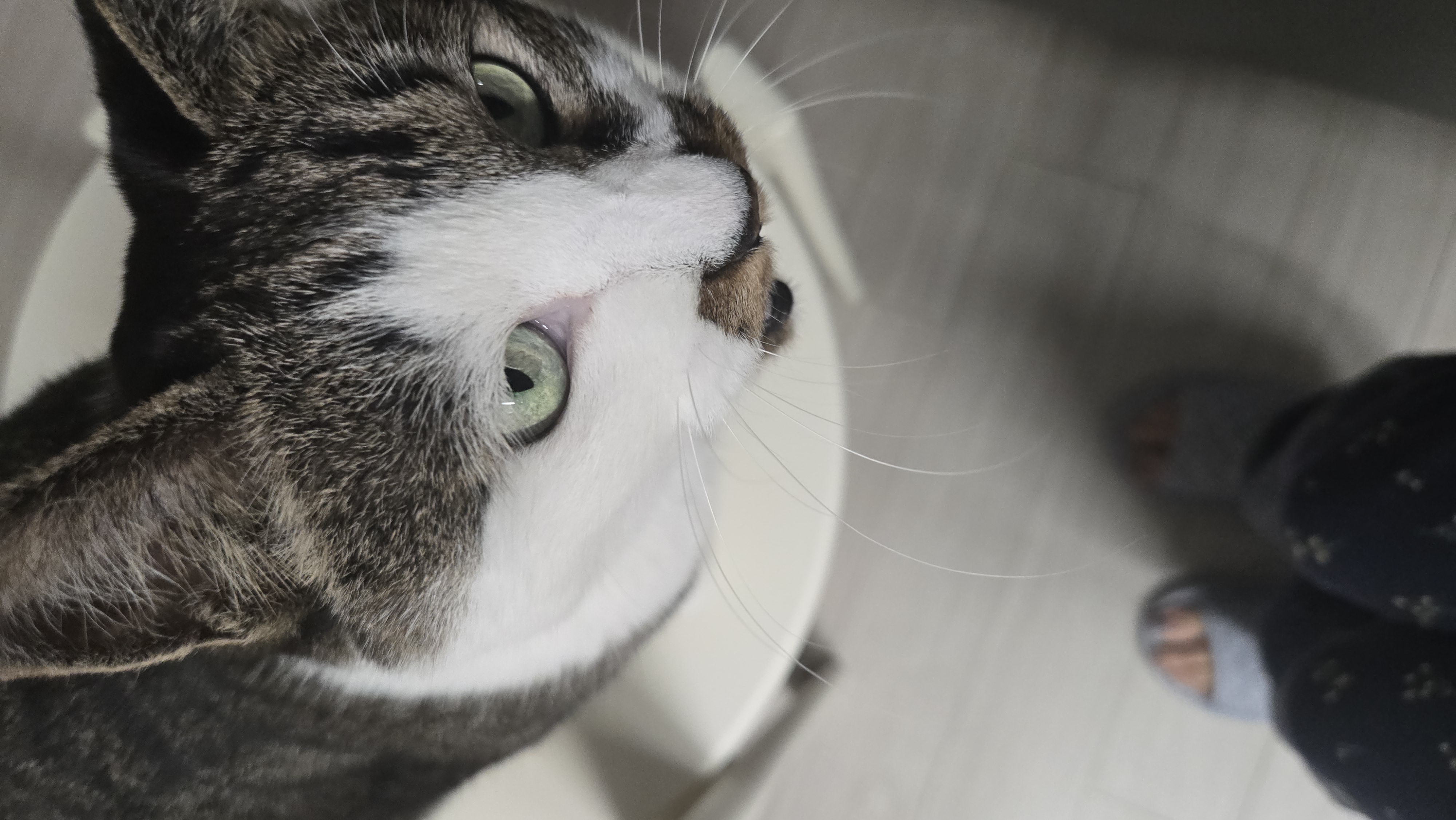 고요 입양전제임보 1개월 후기