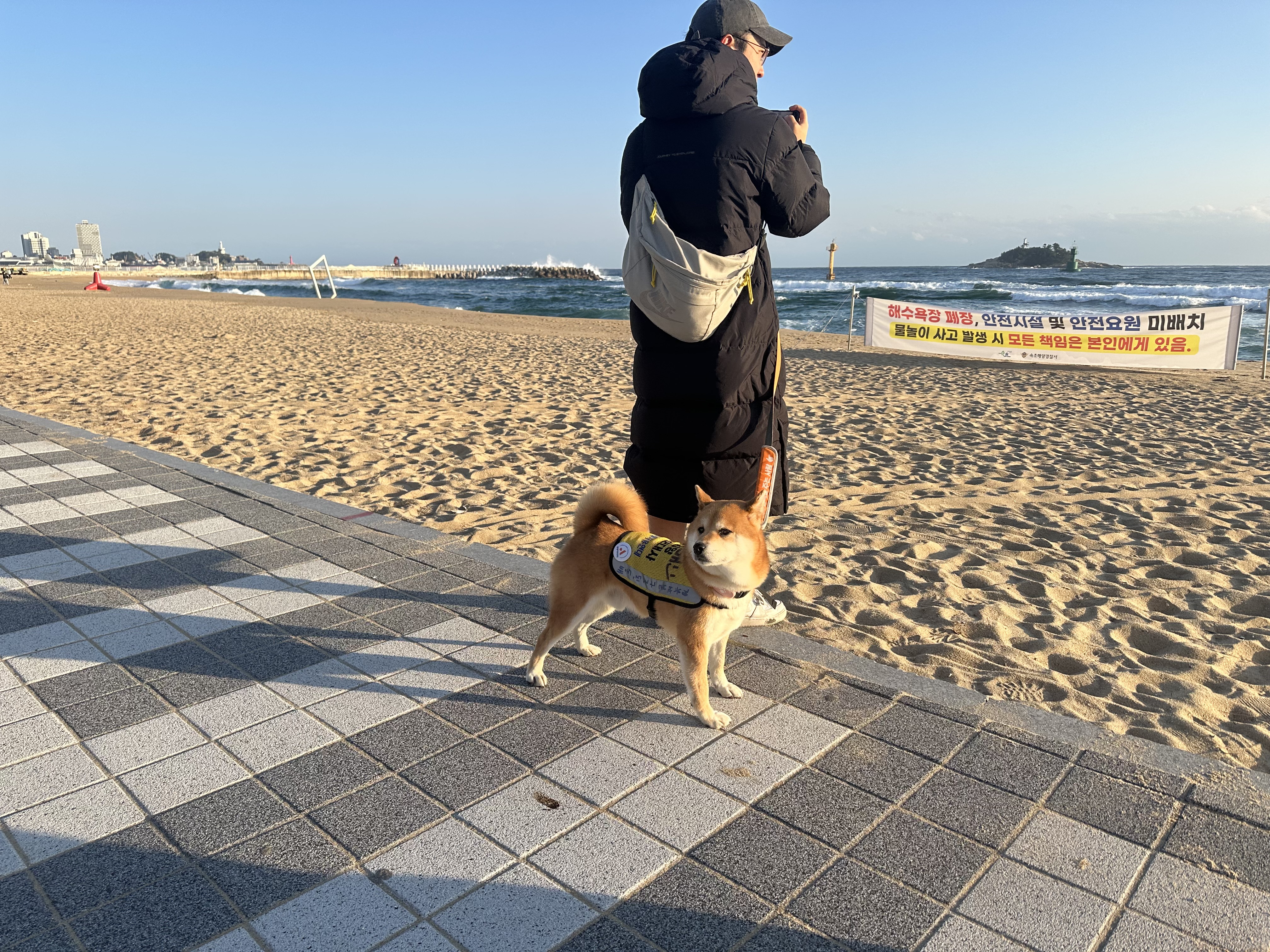 100일기념! 동배 입양 후기!!