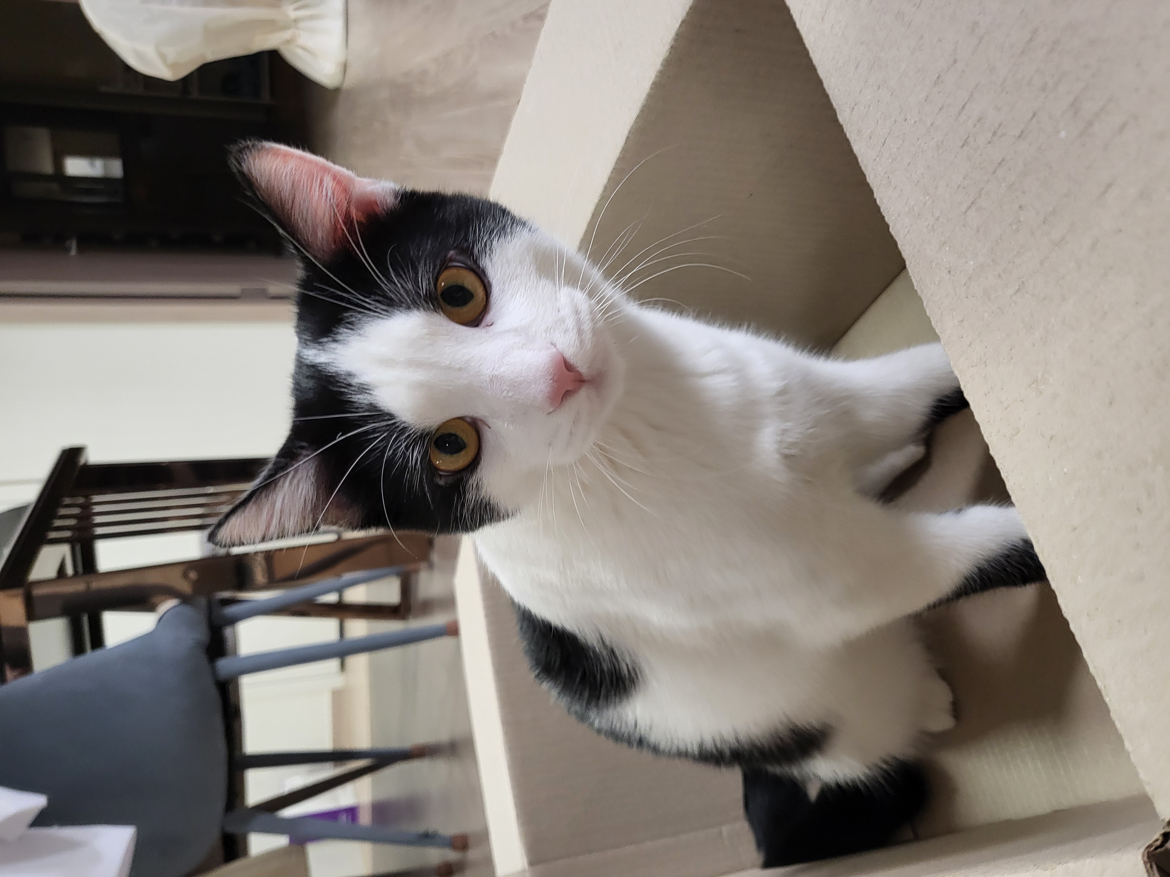 우주 입양 1개월 소식 전합니다.