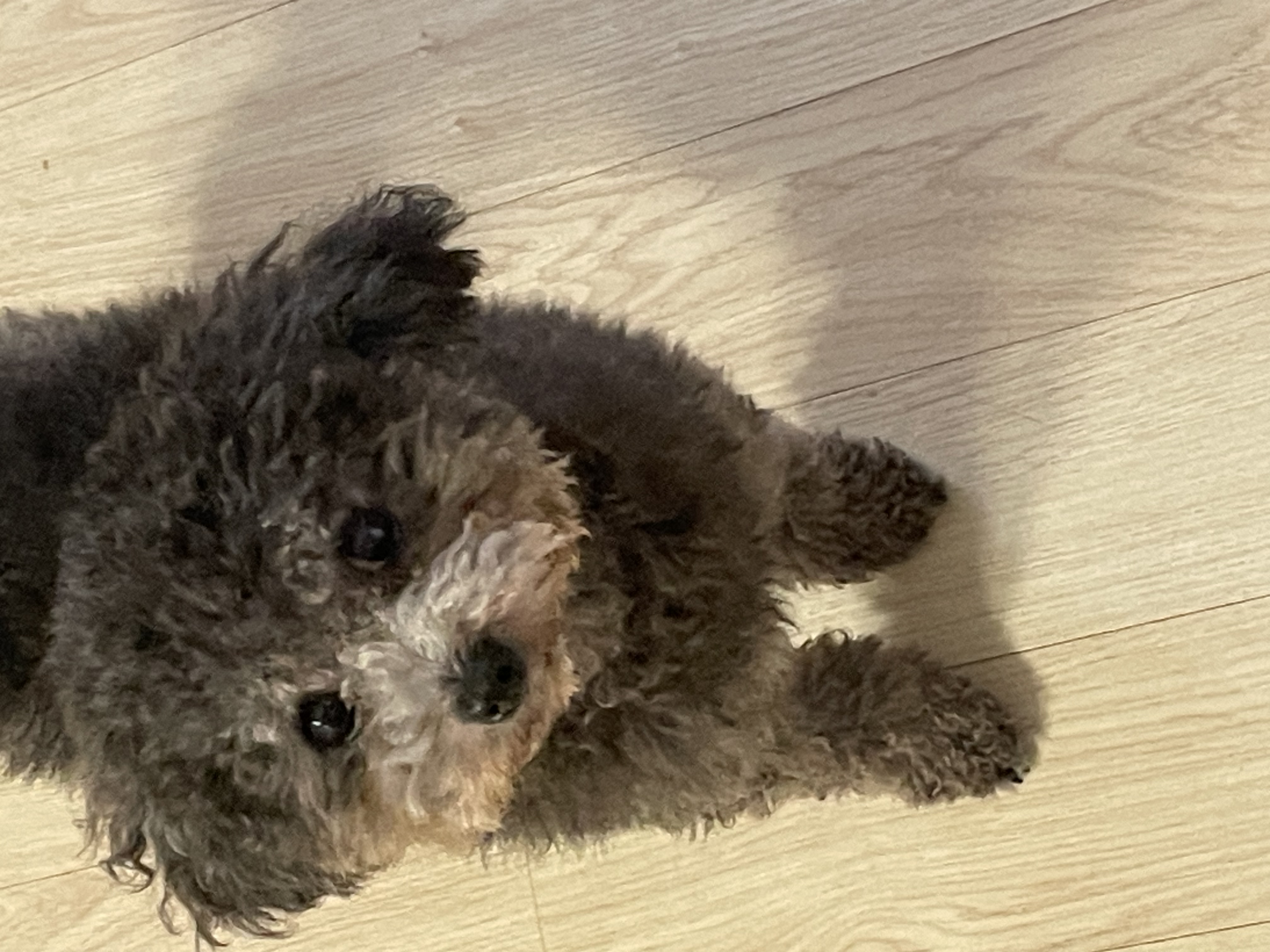 모리 입양 & 지그 임보_1개월차 후기입니다~