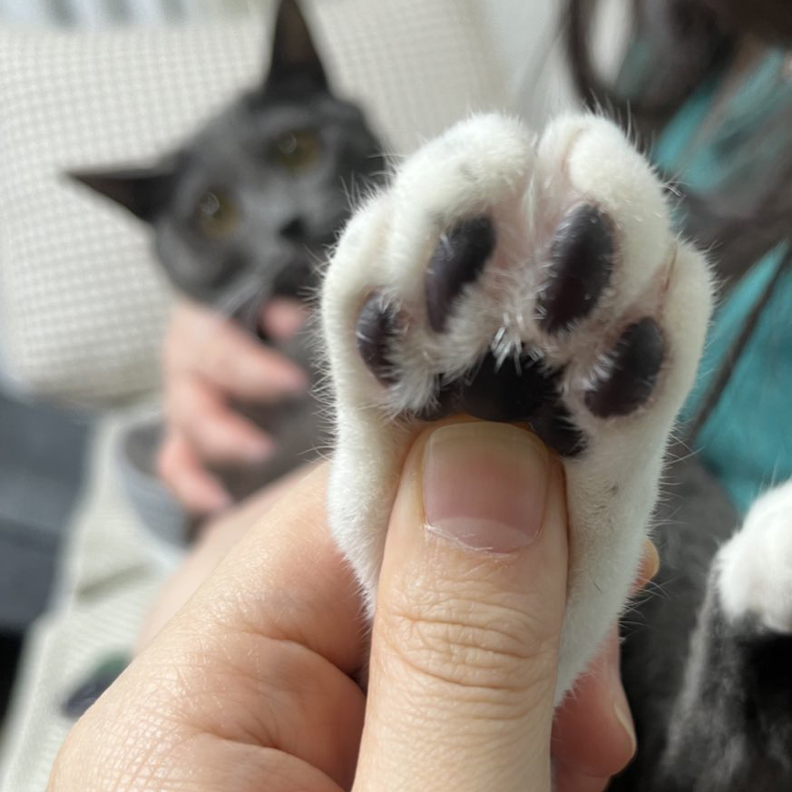 토란이(구 묘미) 입양 1년 후기