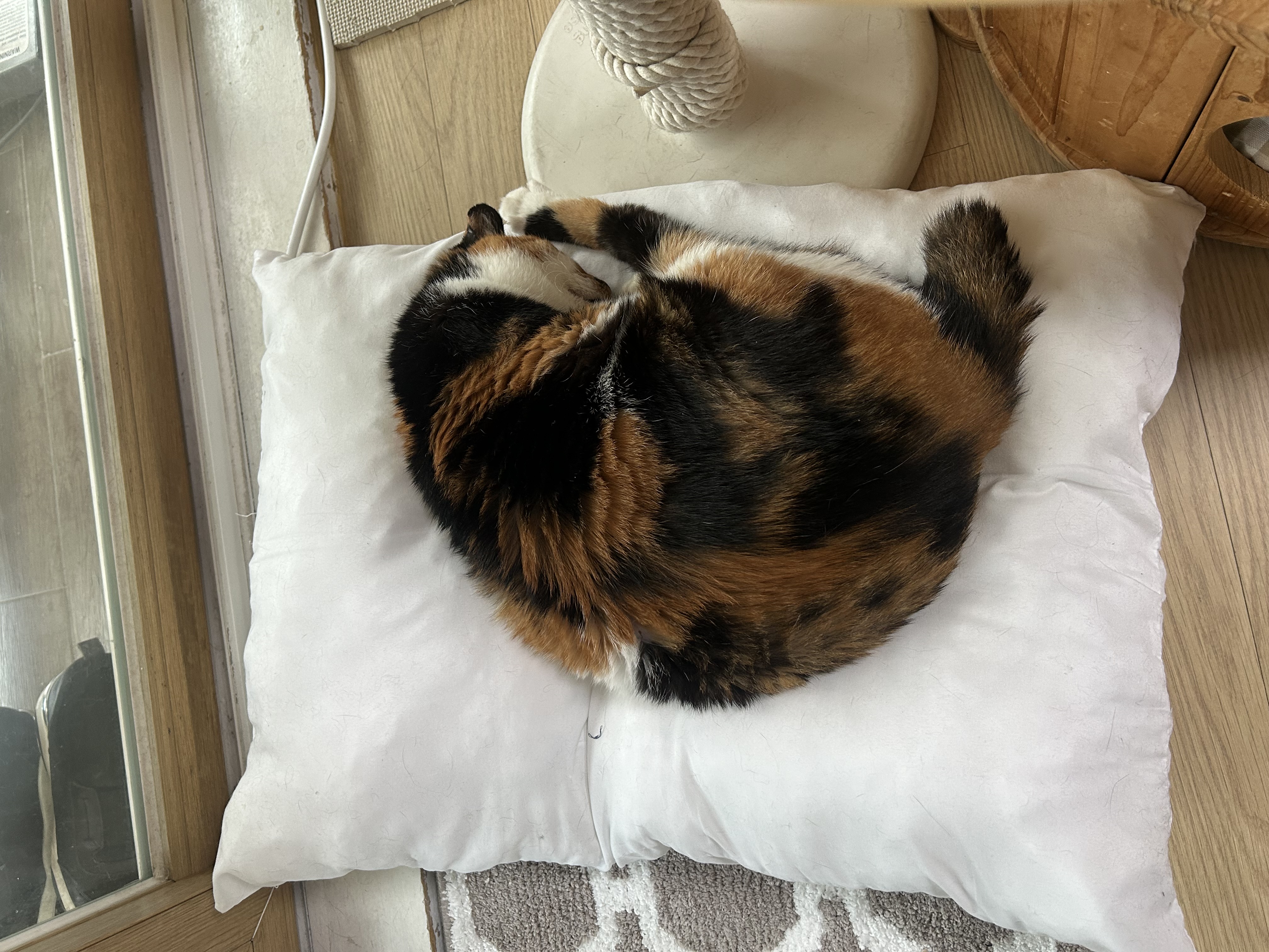 달이가 됀 달냥이