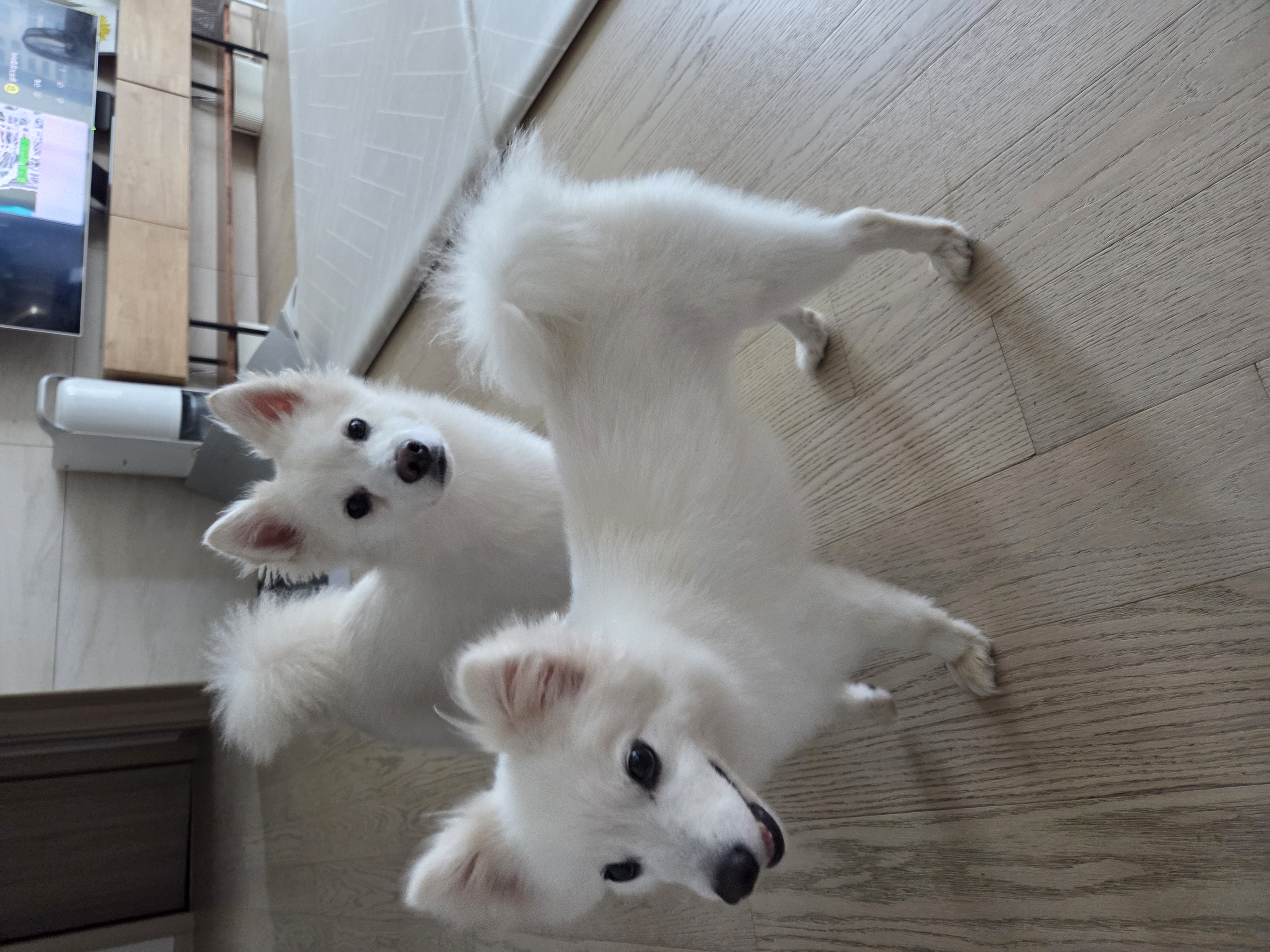 다람이 + 리유 = 행복♡