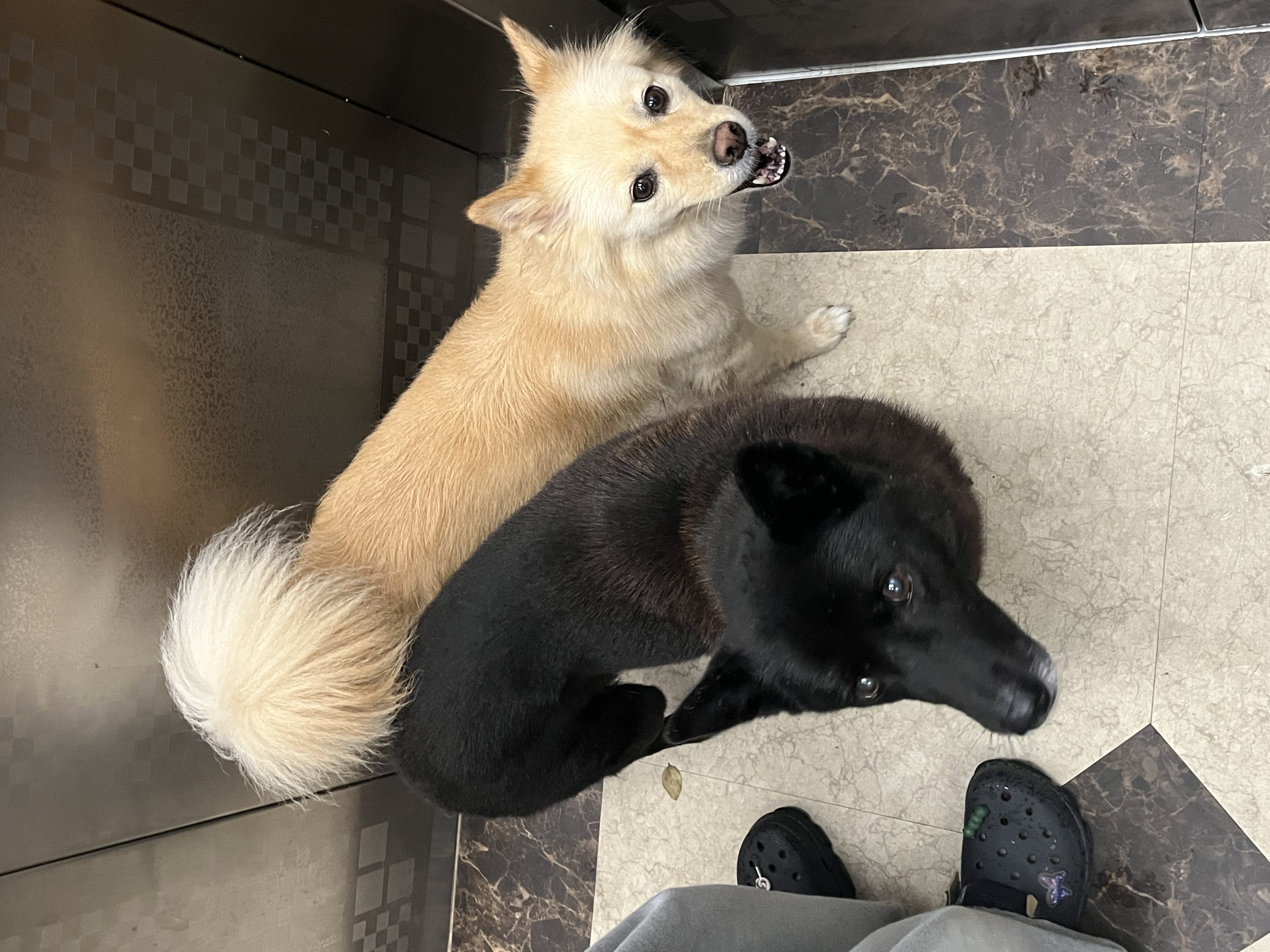 반달이와 친해지기