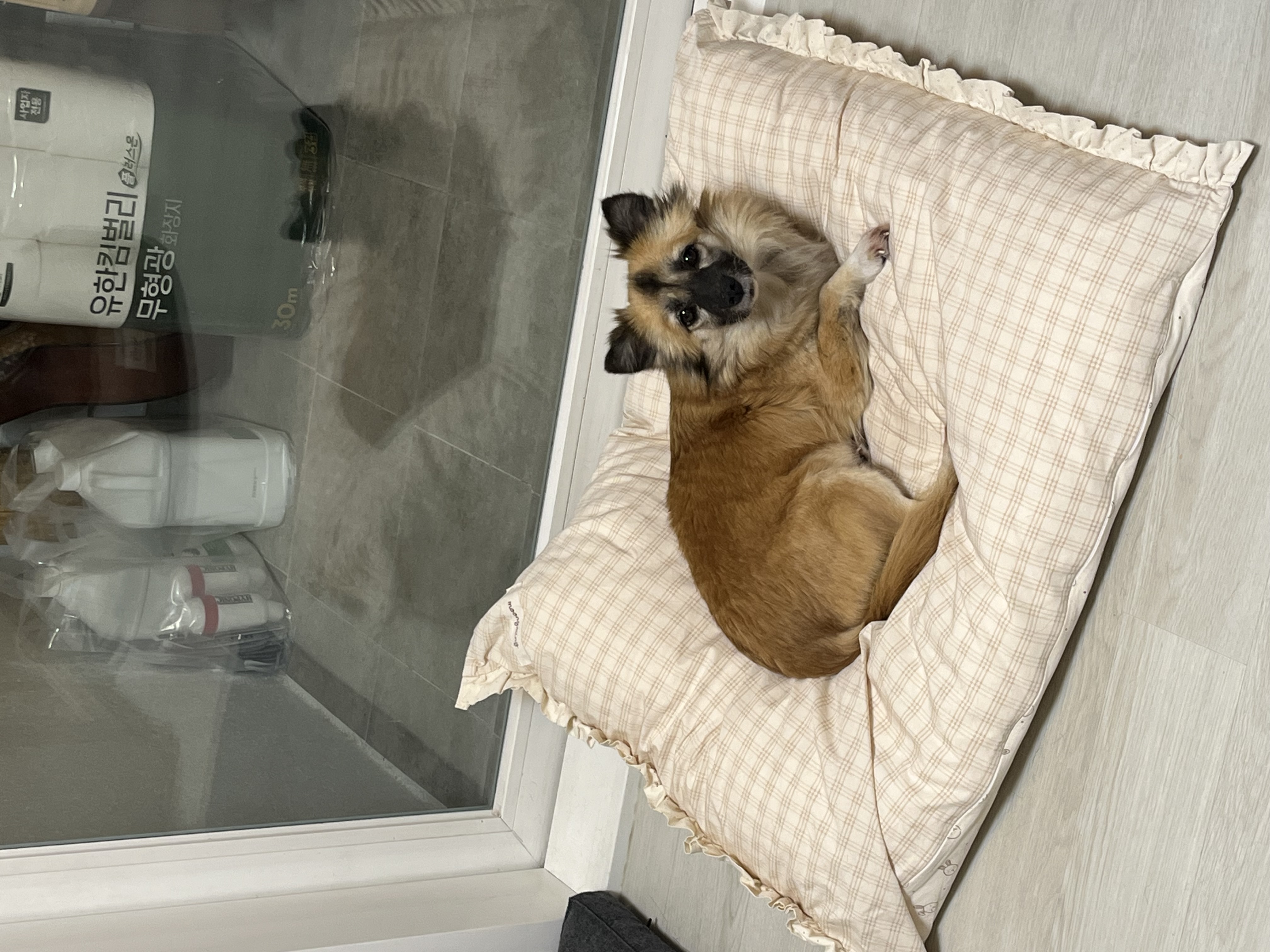 반달이 케일이의 집 적응기