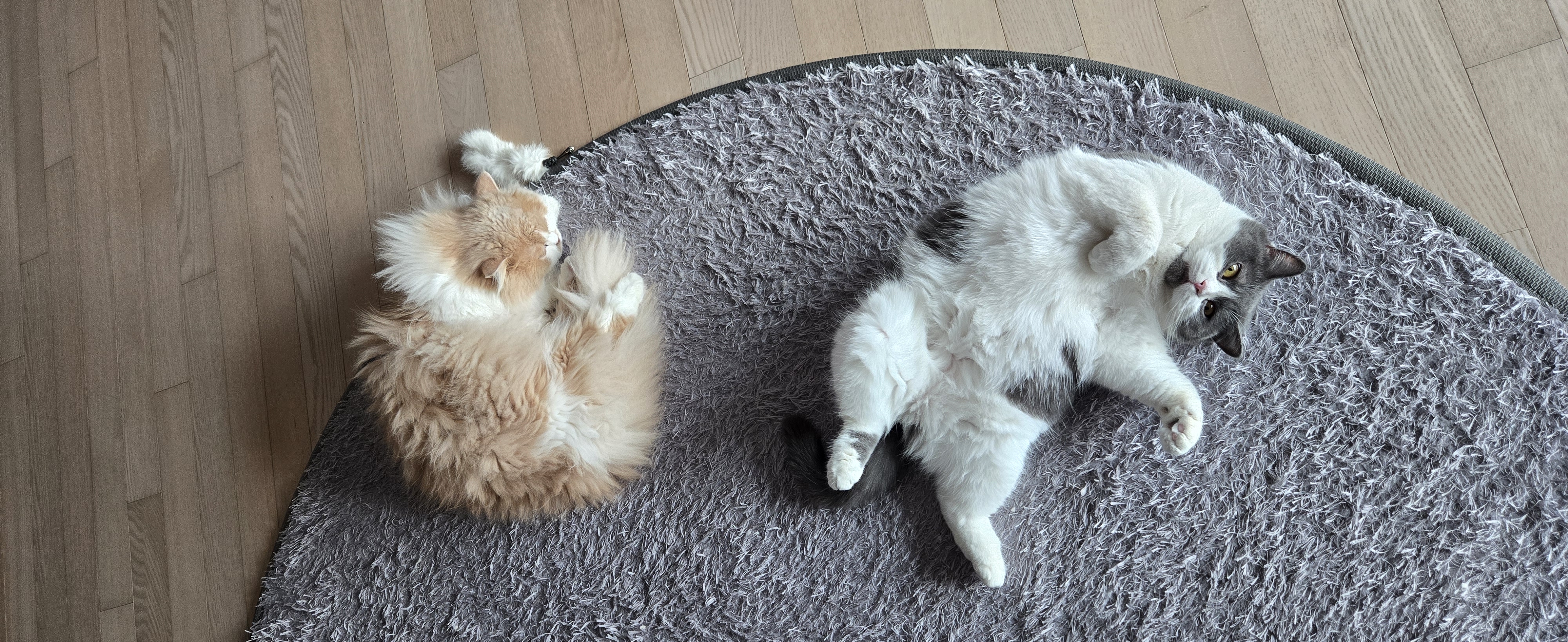 여전히 행복한 흑당 흑마늘입니다