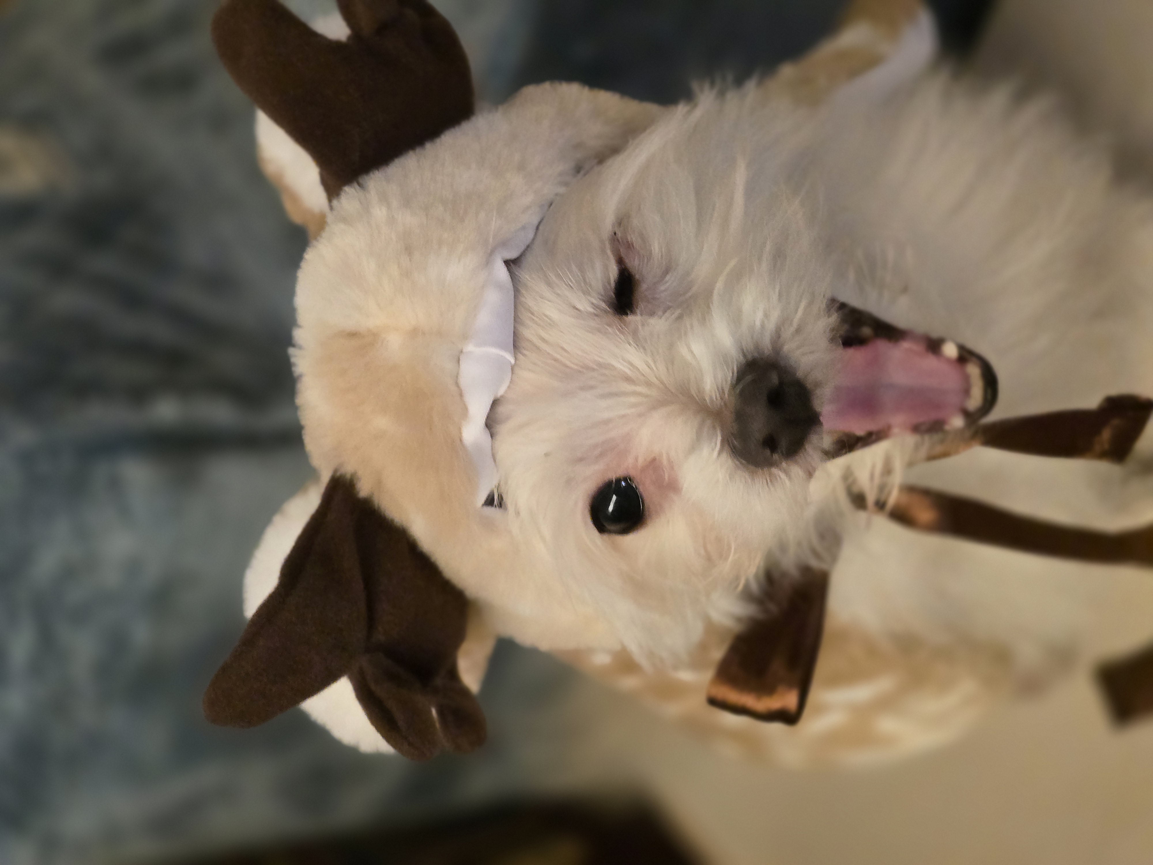 귀요미 익순이 일상