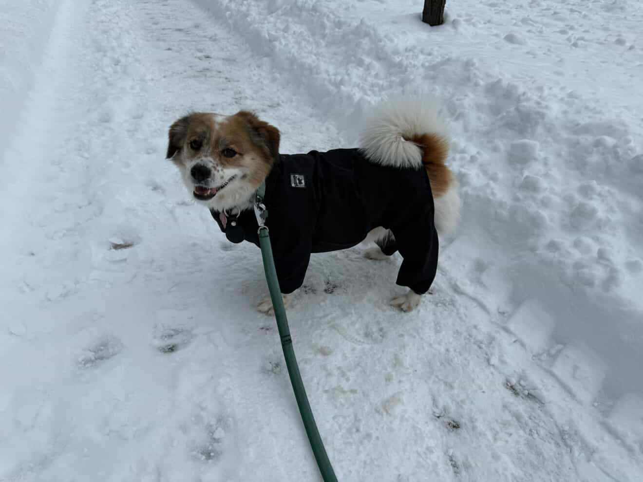 [해외입양] 캐나다 밴쿠버에서 전해온 '도치' 소식
