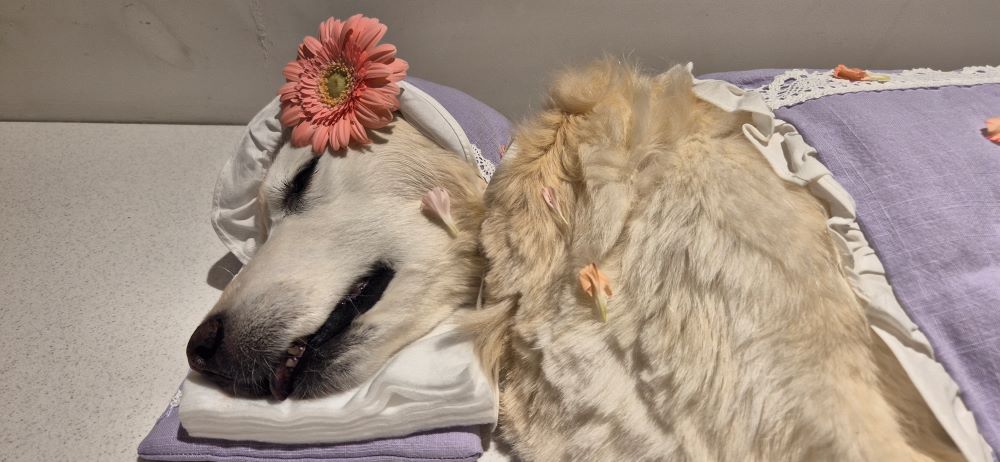 (호박) 호박이가 혼자 소풍을 떠났습니다.