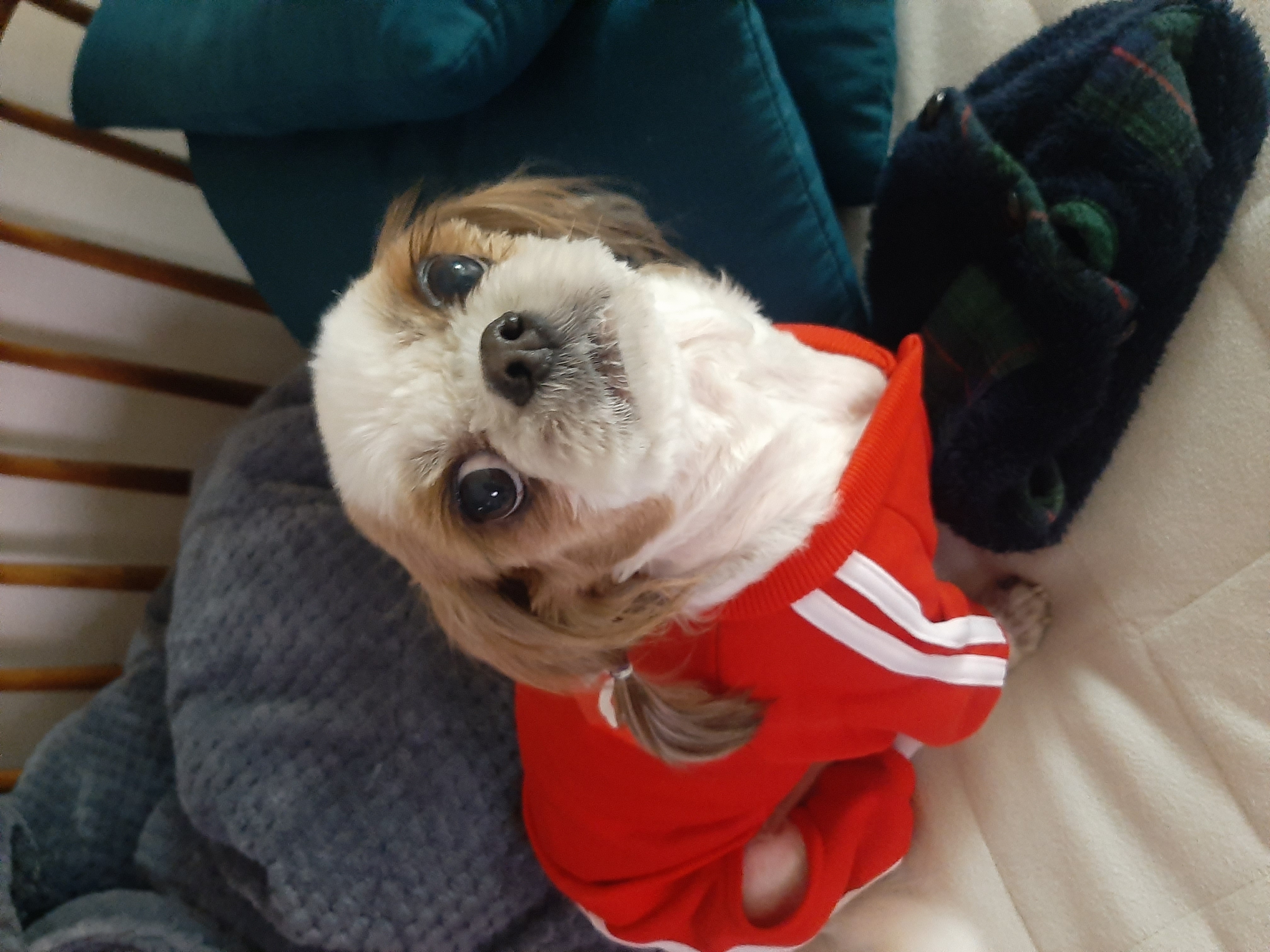 뽀야 예쁘게 잘 살고있어요